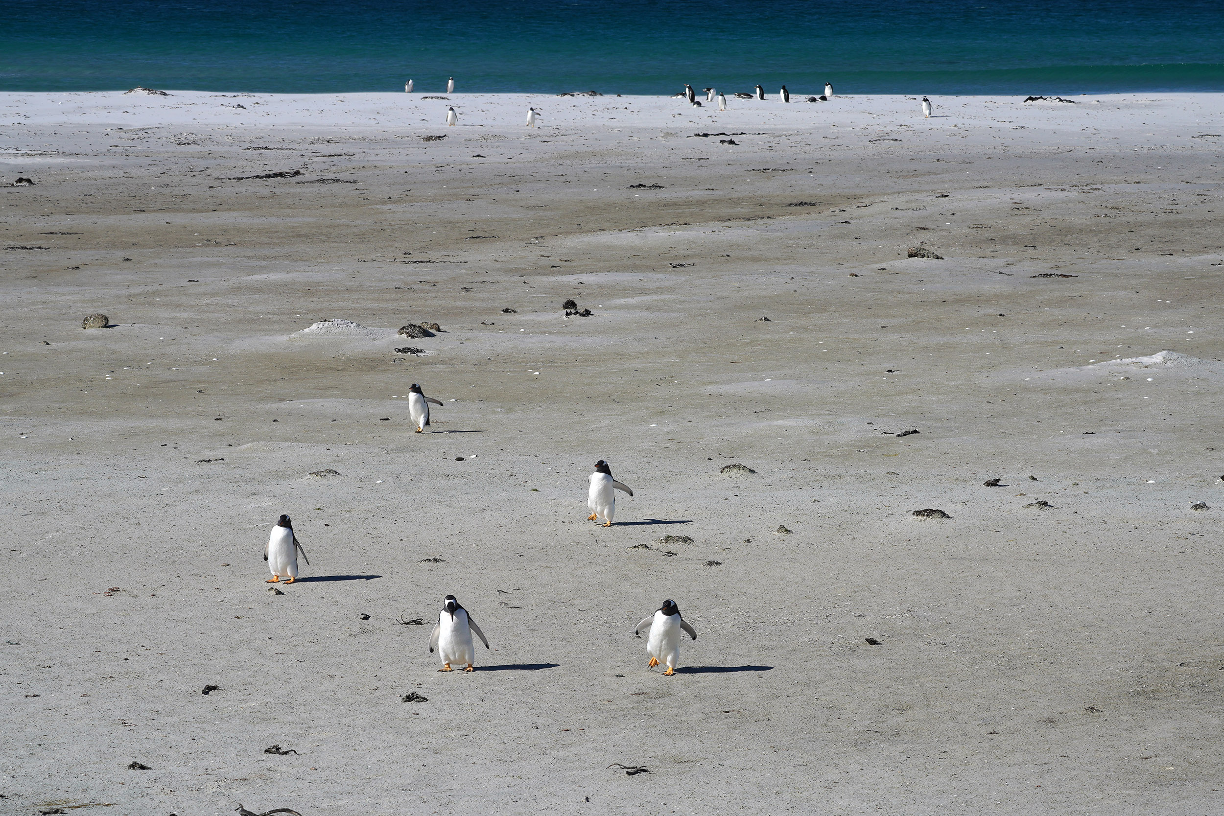 Manchot Papou (Pygoscelis papua)