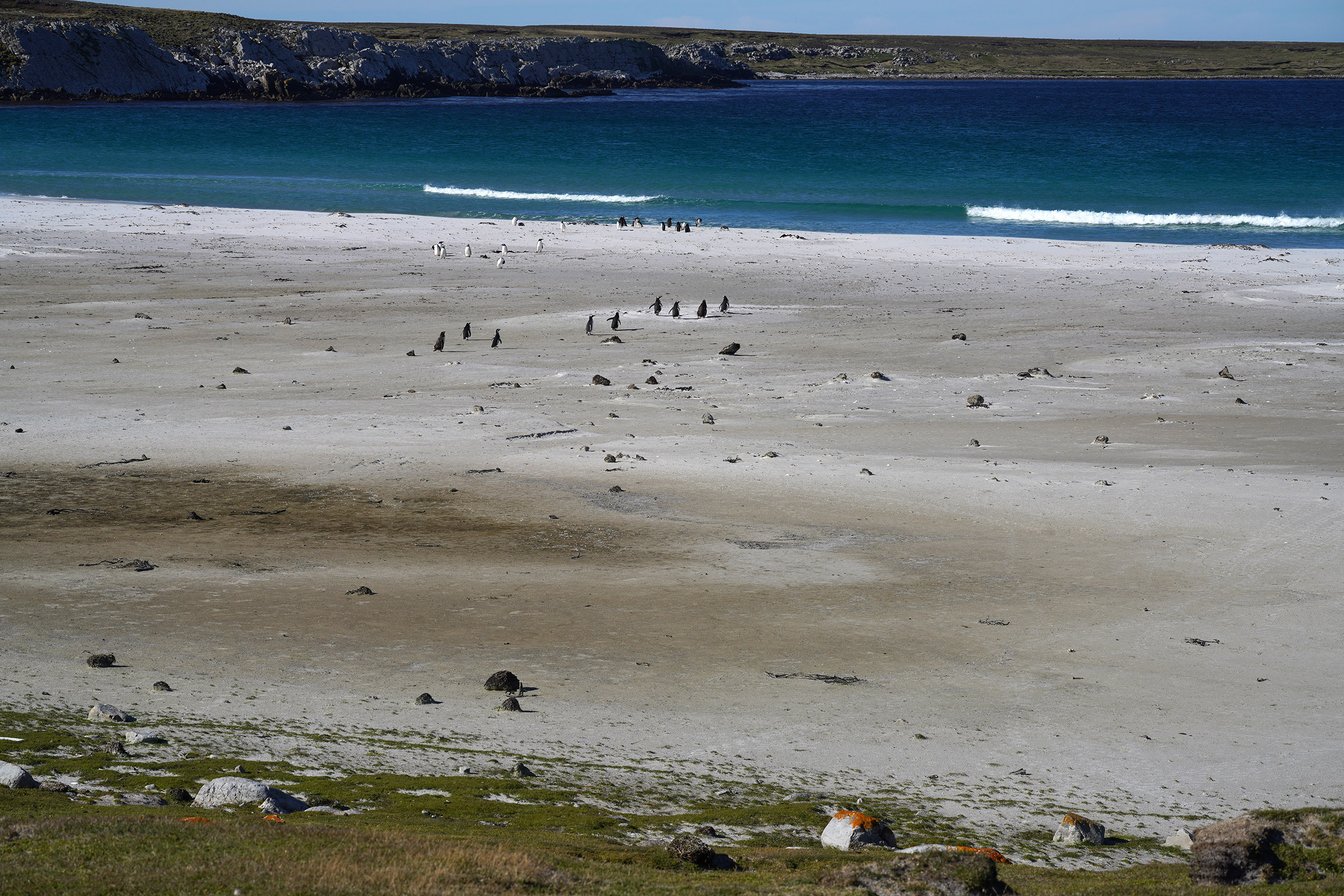 Manchot Papou (Pygoscelis papua)