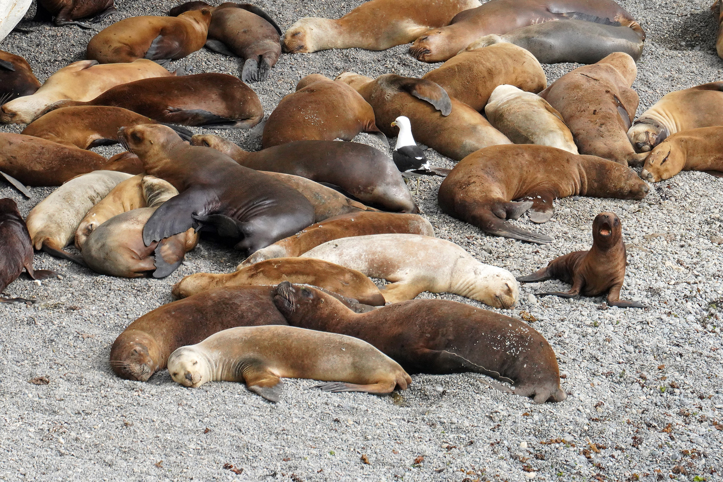 Lions de mer (Otaria flavescens)