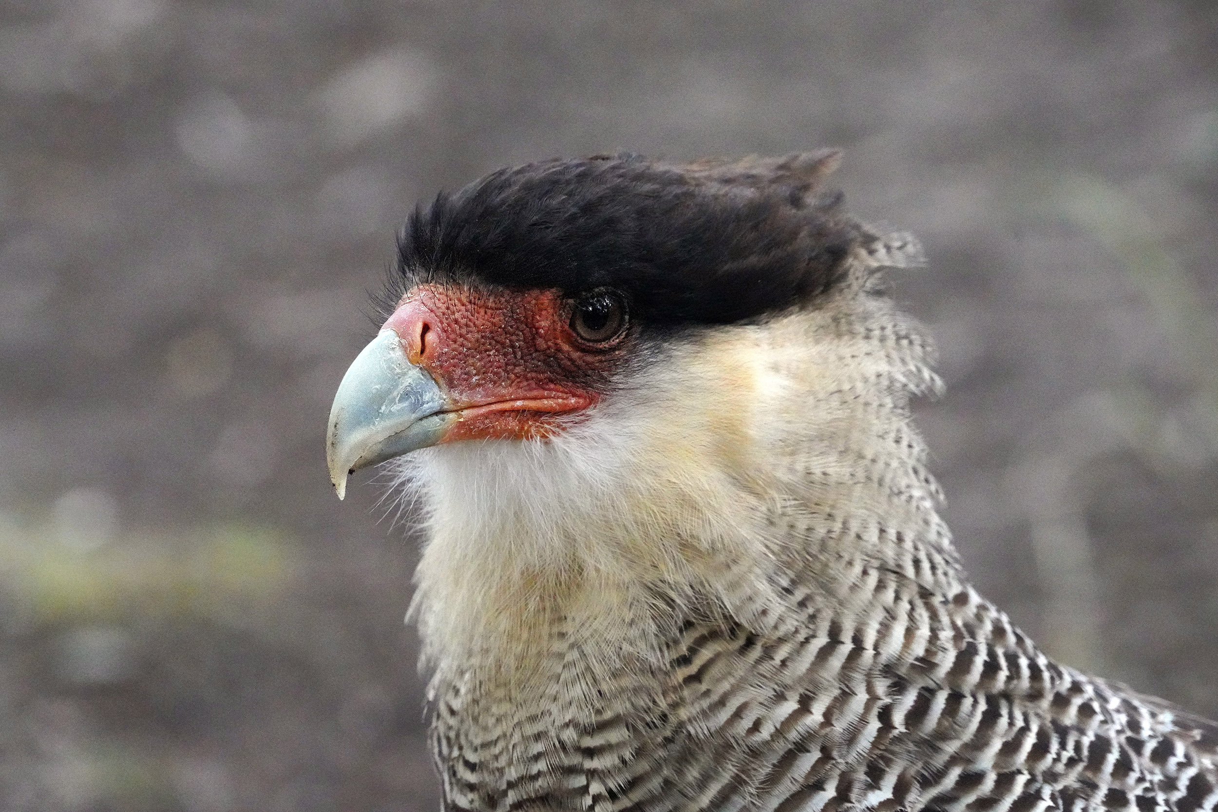 Aigle Caracara