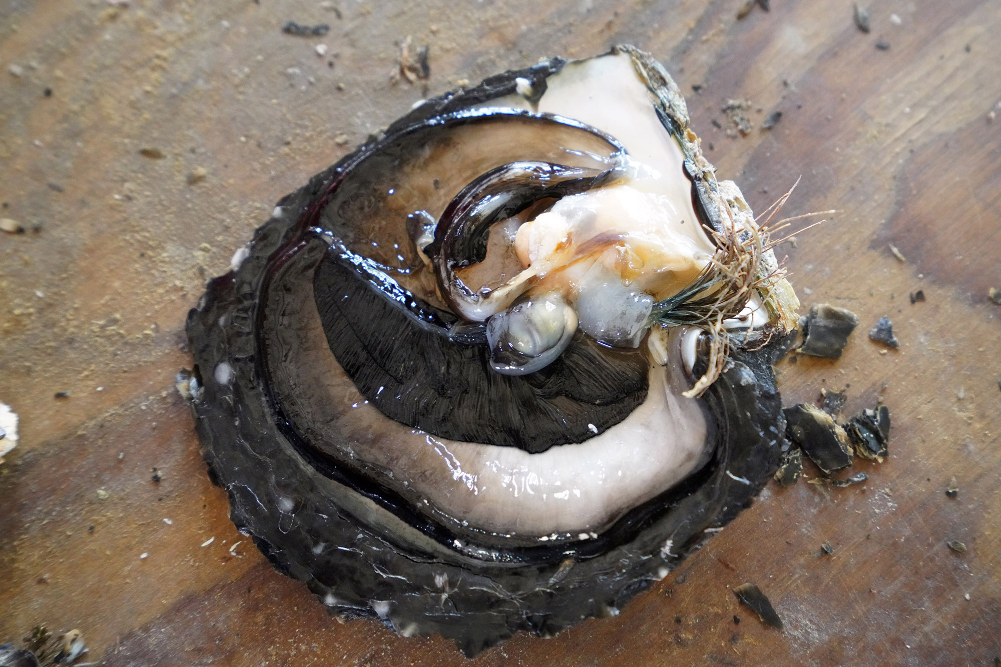 Huitre perlière et son sac contenant la perle noire - Atoll de Rangiroa