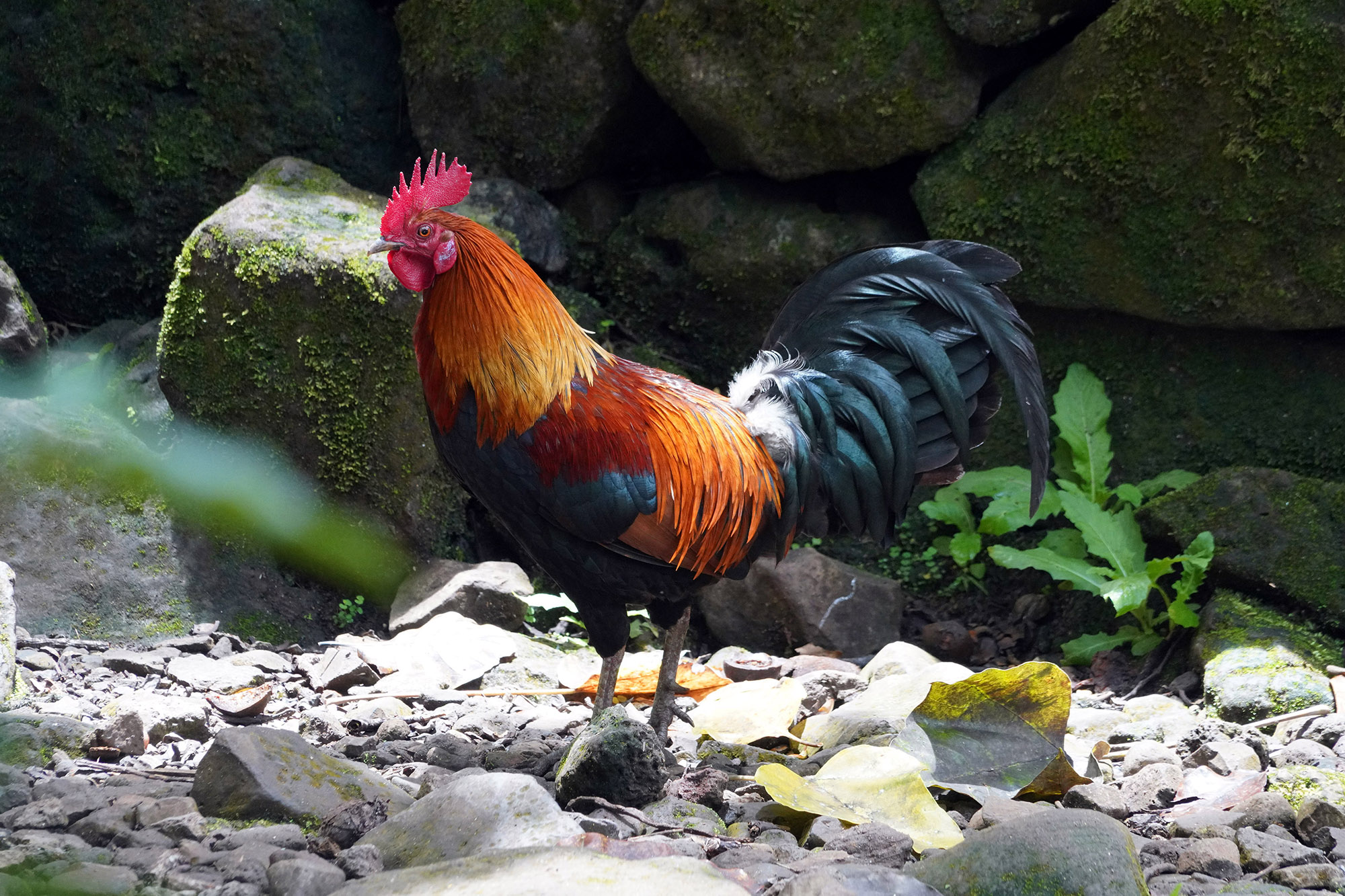 Le célèbre coq polynésien qui chante à toute heure !