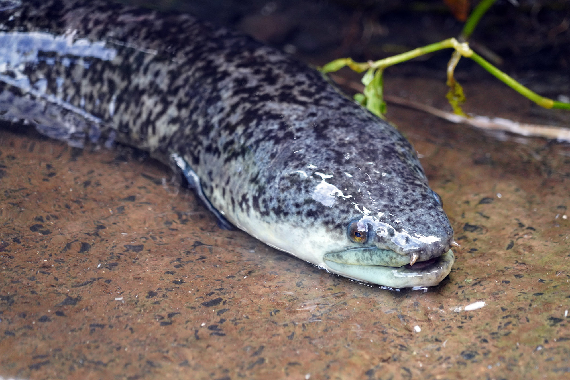 Anguilles dans une rivière de la vallée des ananas à Moorea