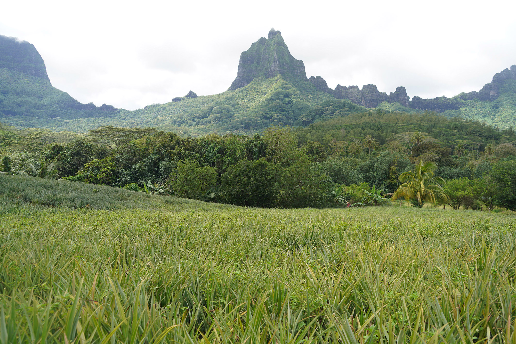 Plantations d'ananas à Moorea