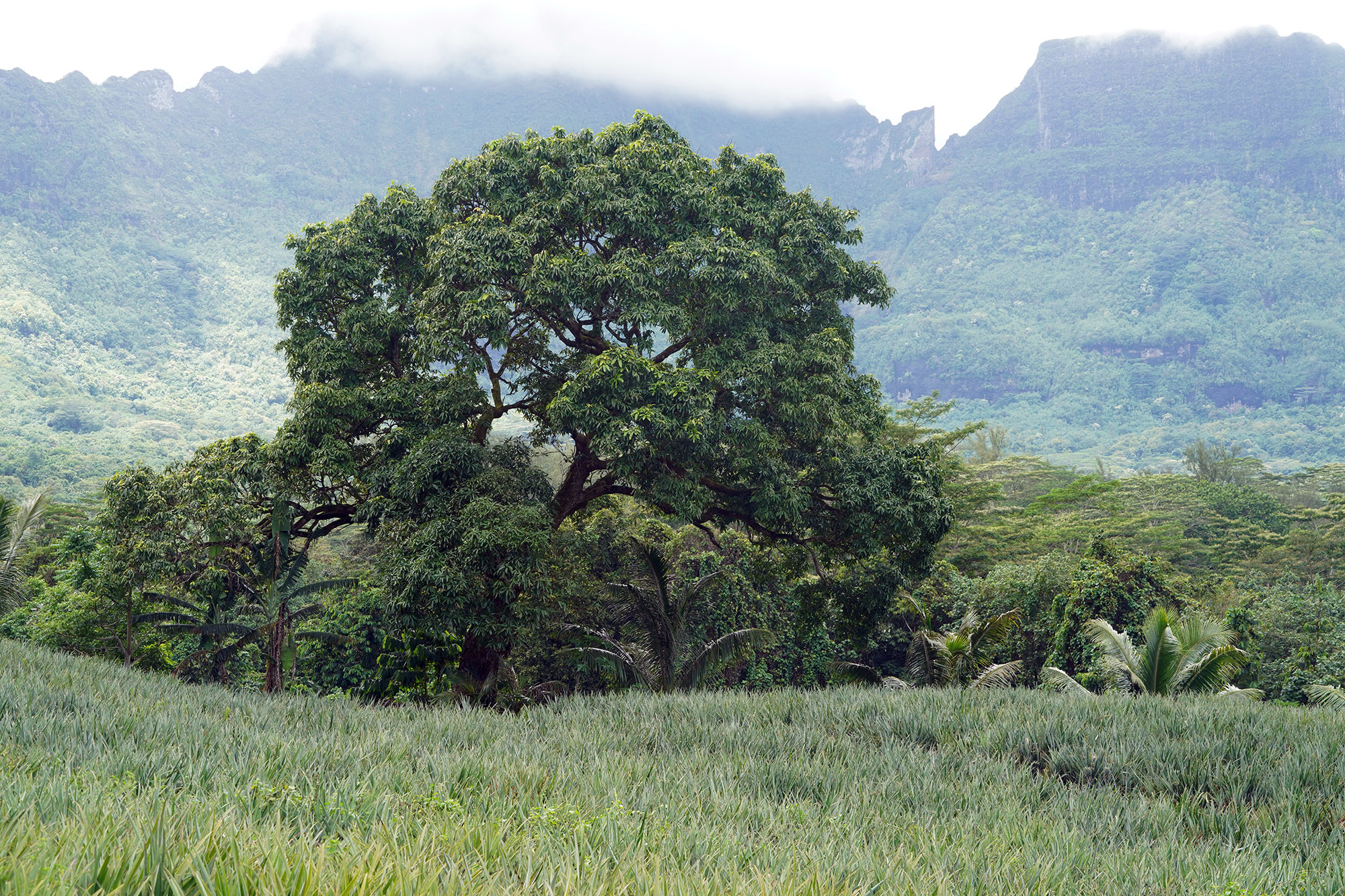 Plantations d'ananas à Moorea