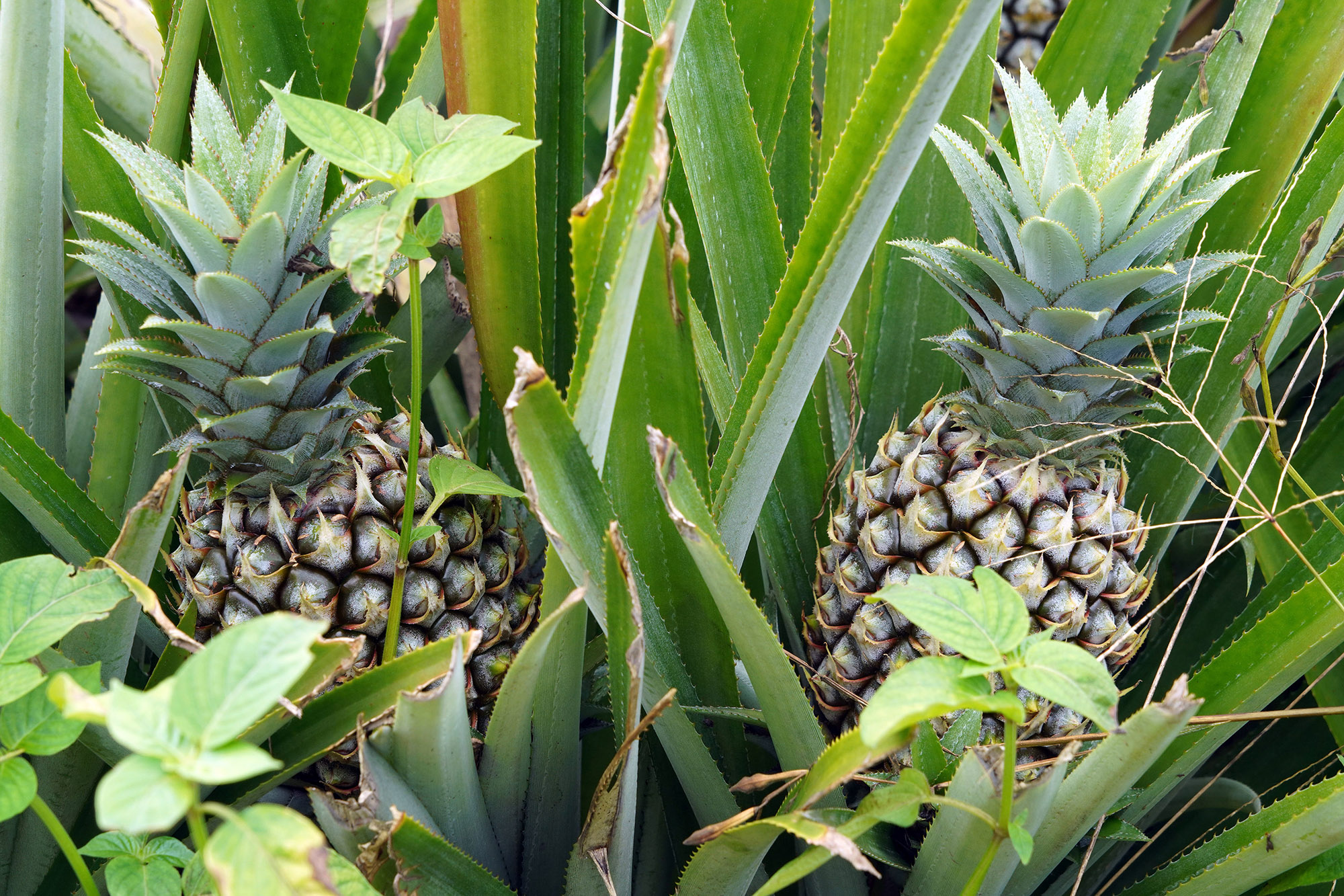 Plantations d'ananas à Moorea