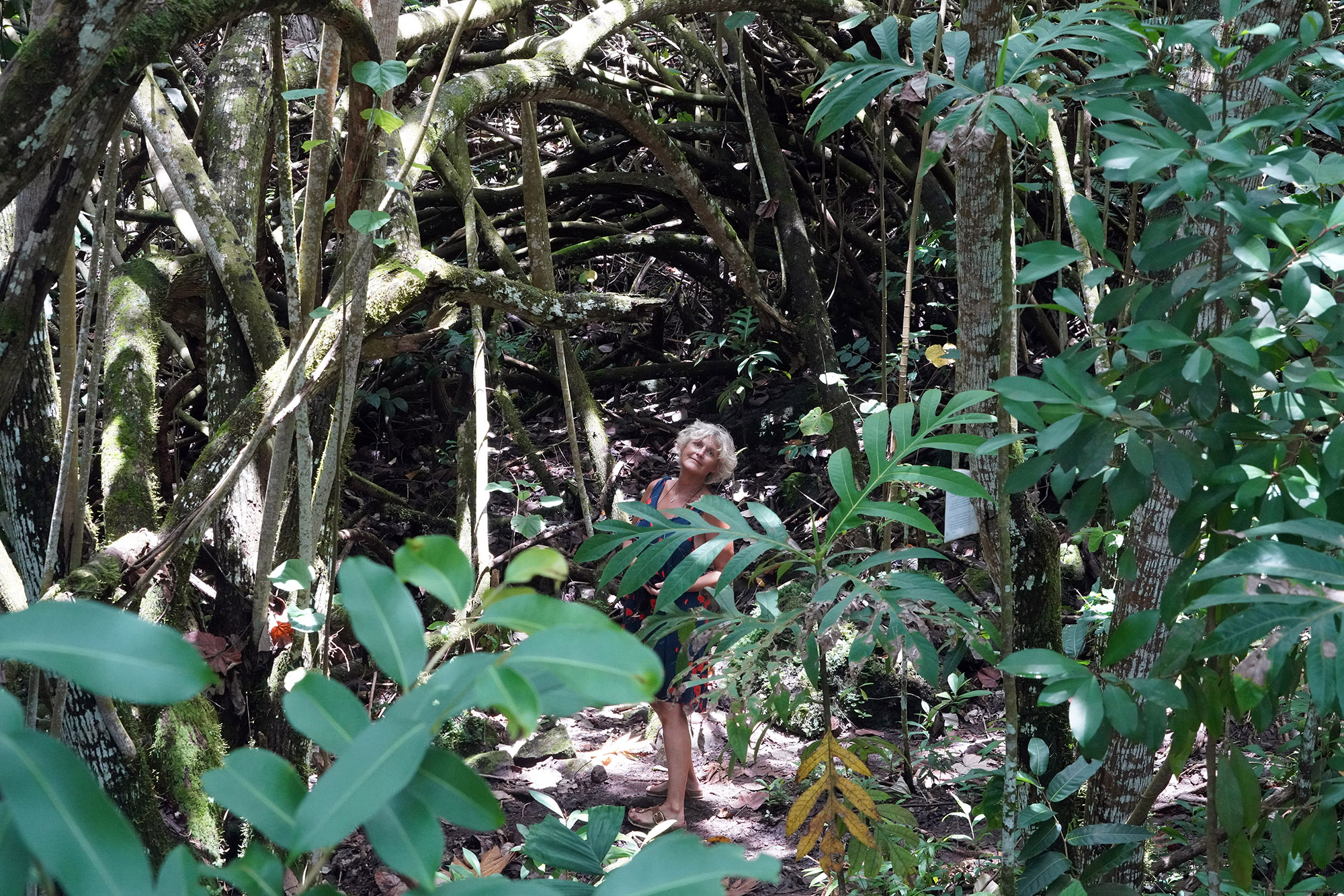 Moorea tropical garden