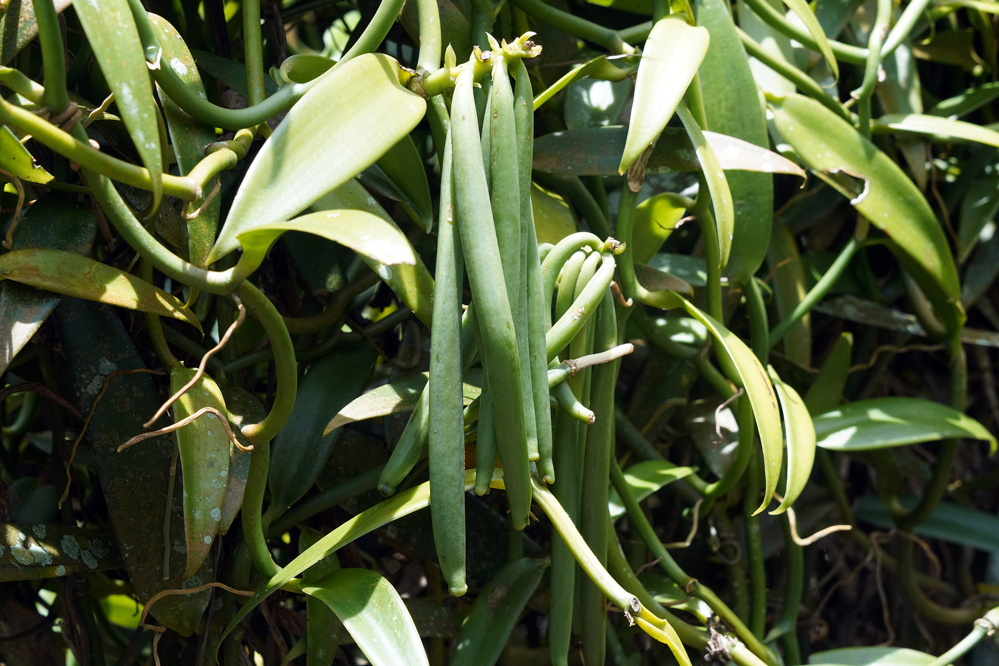 Gousses de vanille au Moorea tropical Garden