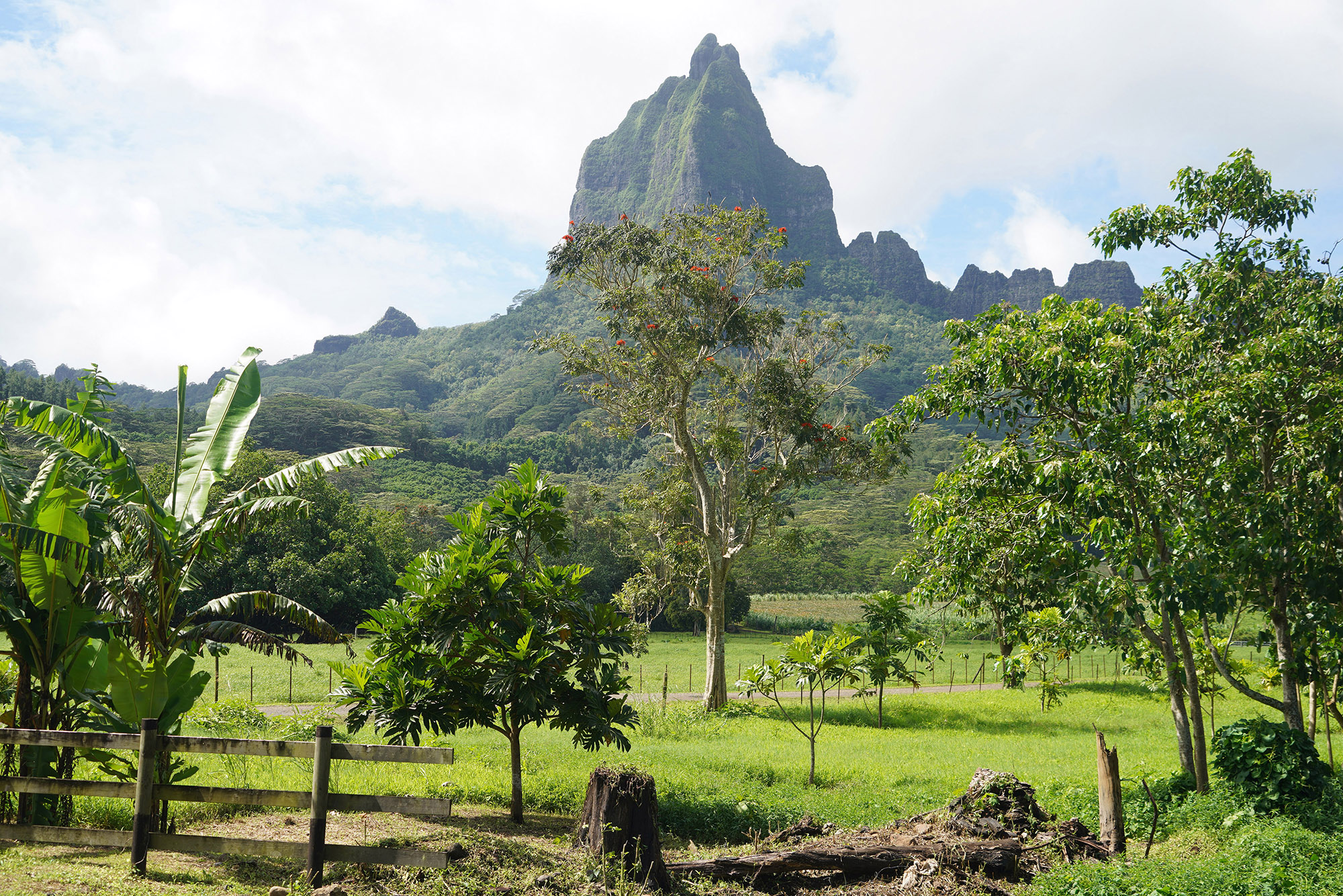 Mont Rotui (899m) - Ile de Moorea
