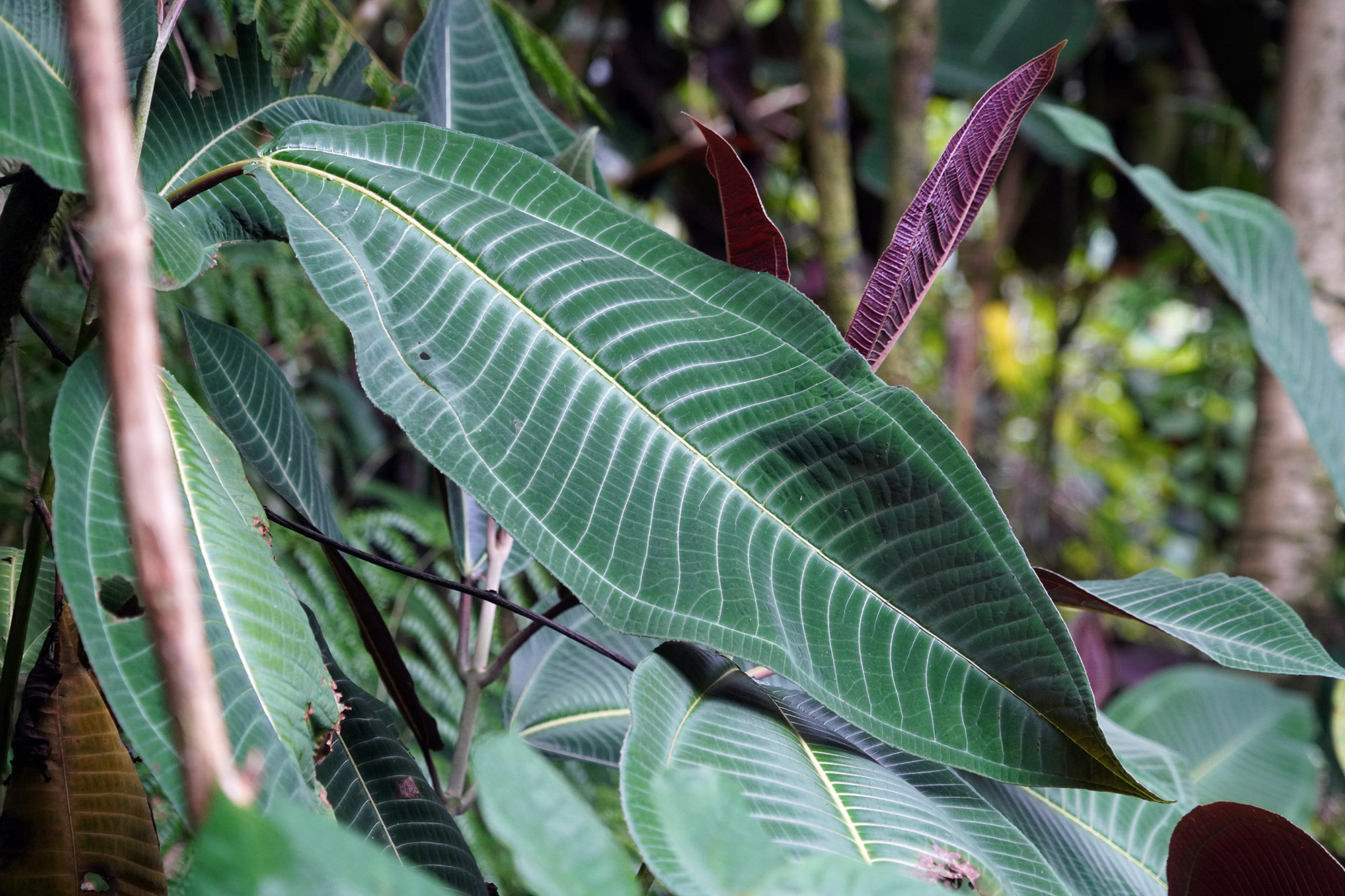 Autour de la Cascade de Faaurumai (PK 22) - Ile de Tahiti