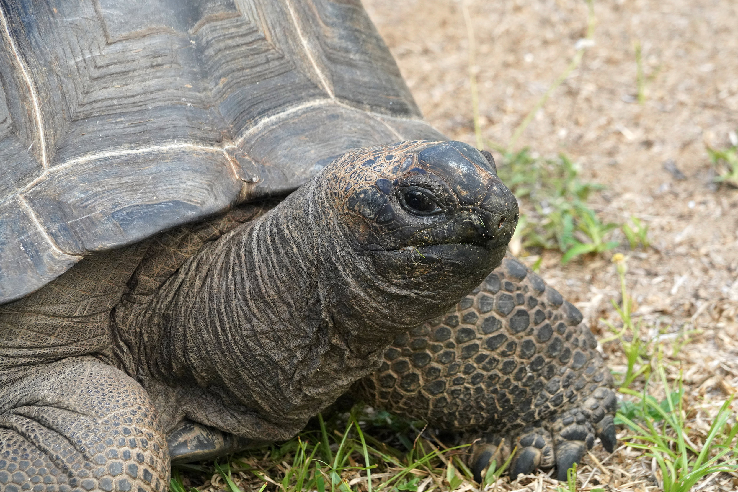 Tortue du Club Med des Seychelles