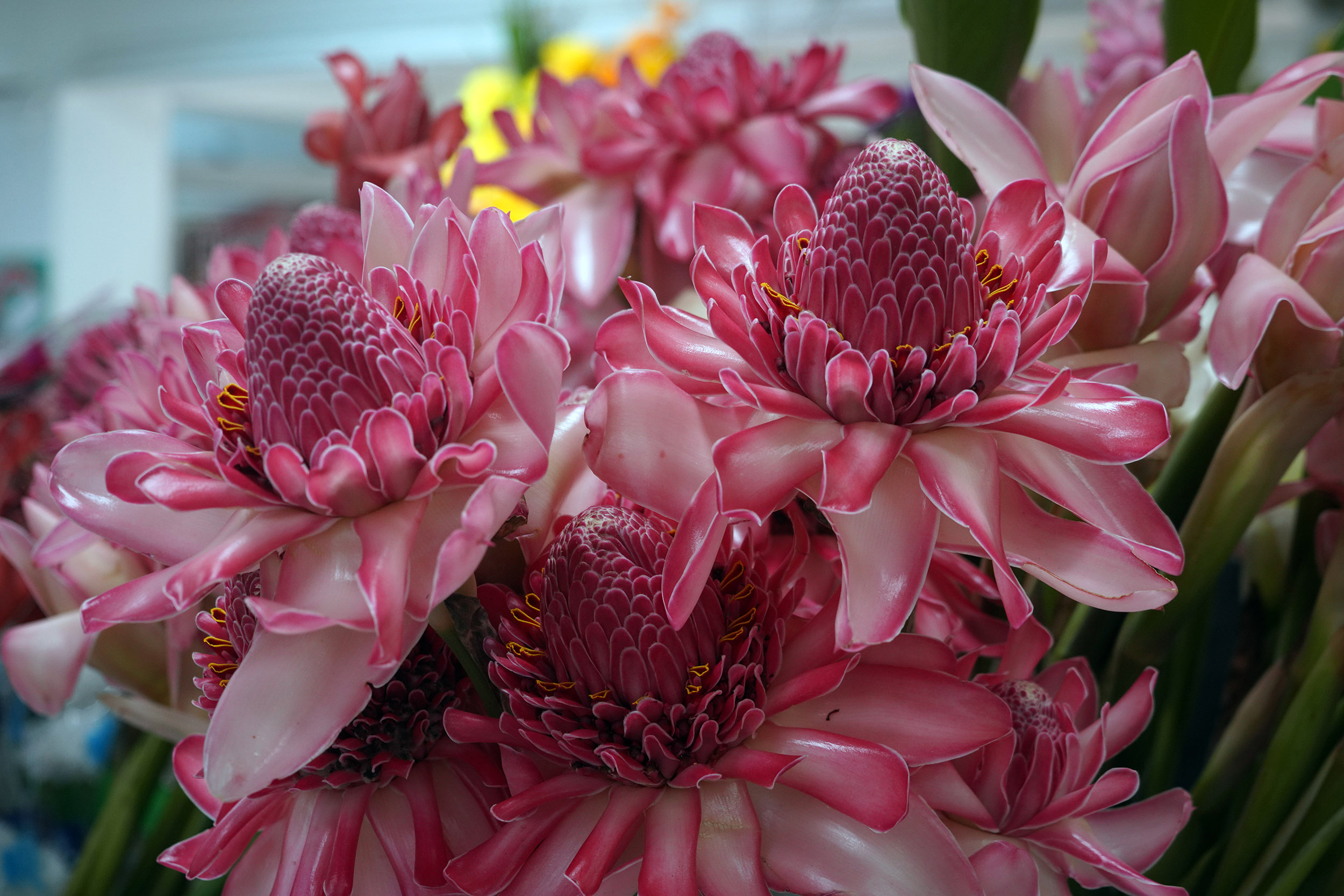 Fleur de Gingembre au marché de Victoria aux Seychelles