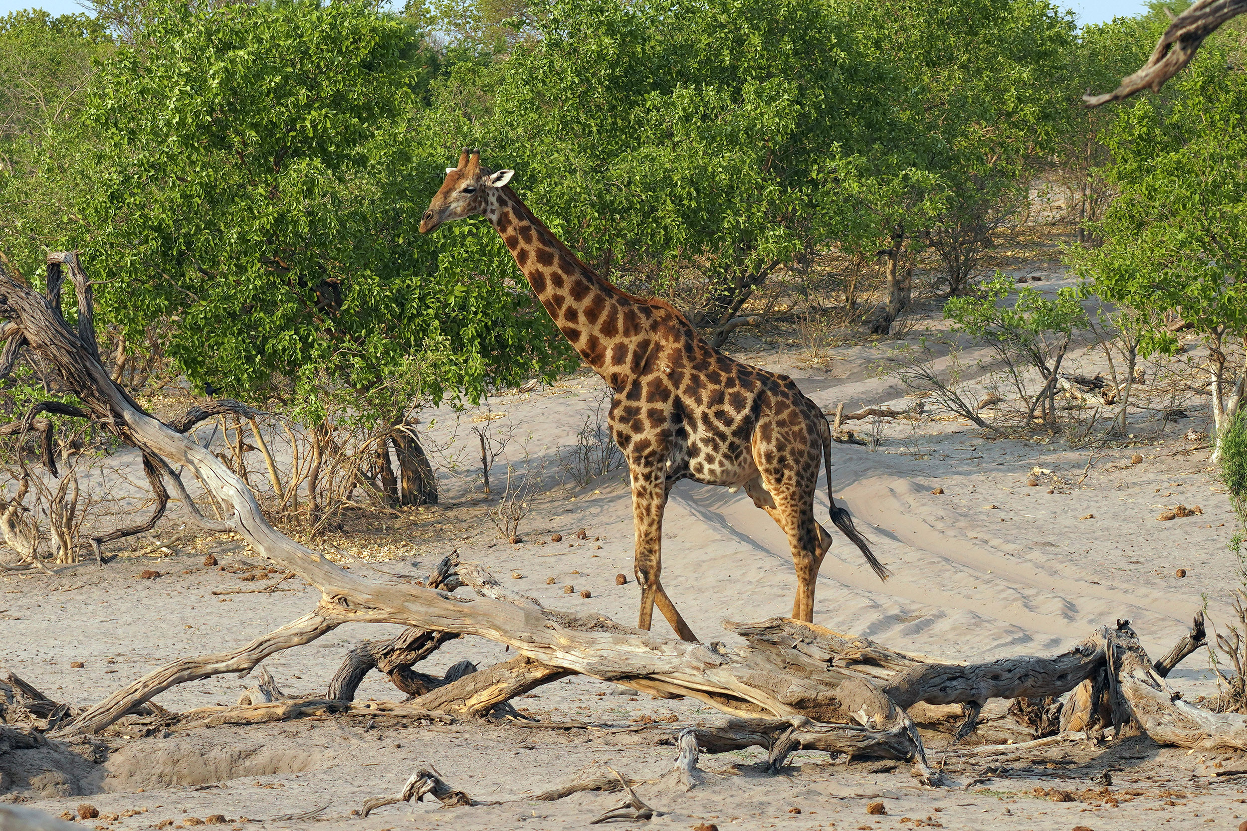 Moremi game reserve - Botswana