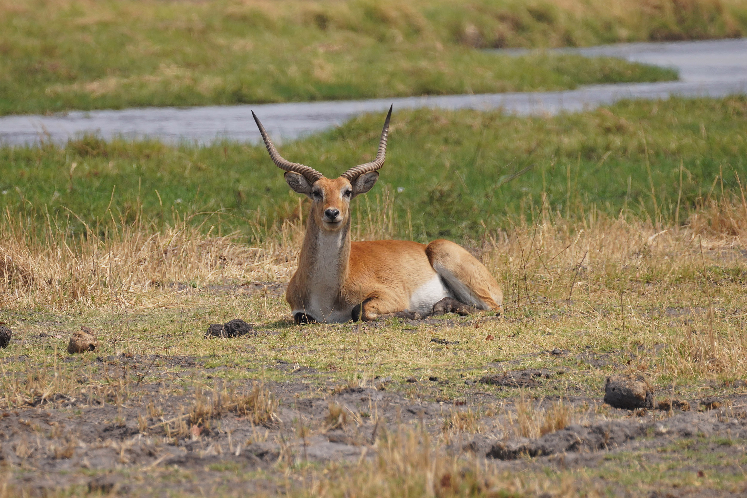 Moremi game reserve - Botswana