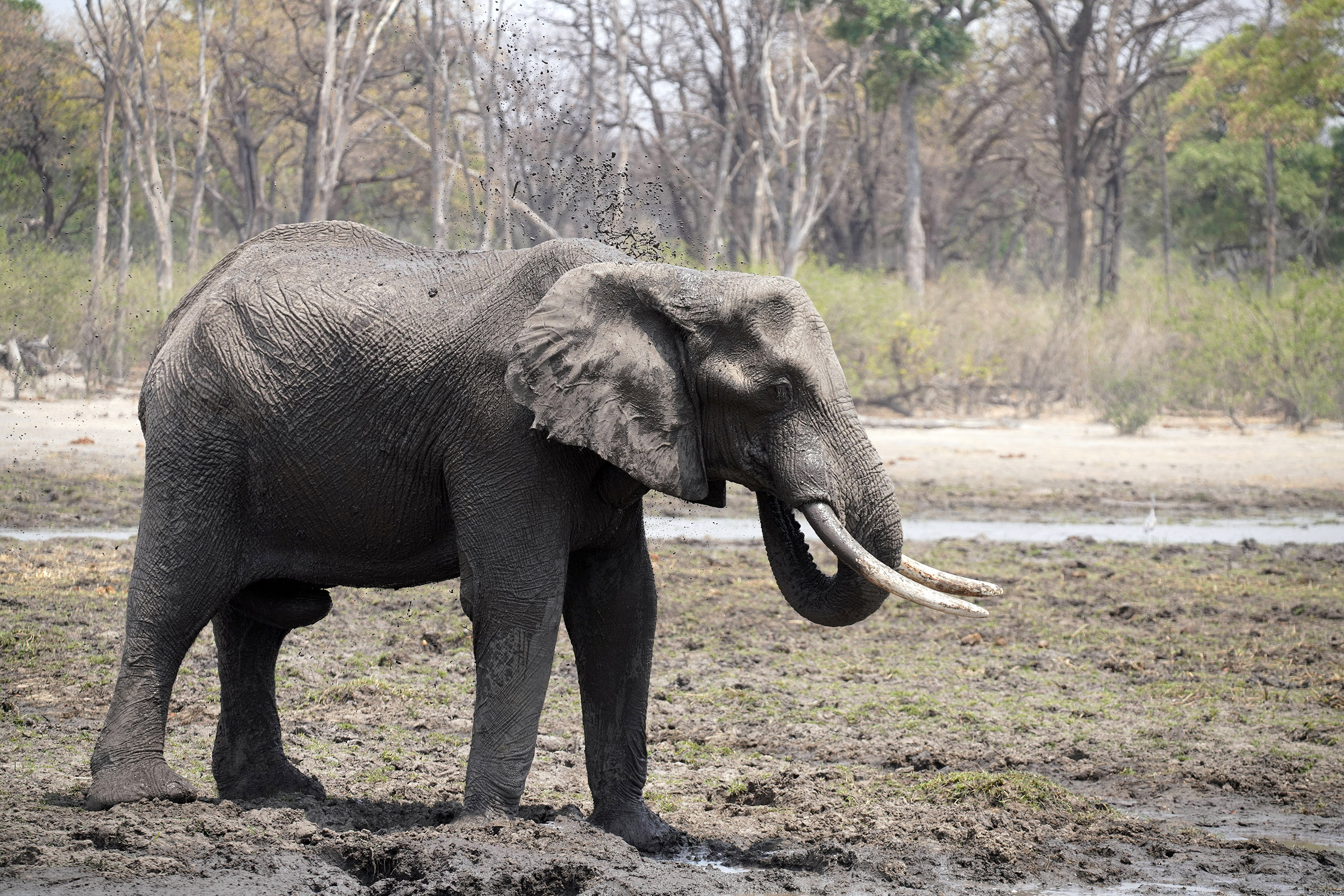 Moremi game reserve - Botswana