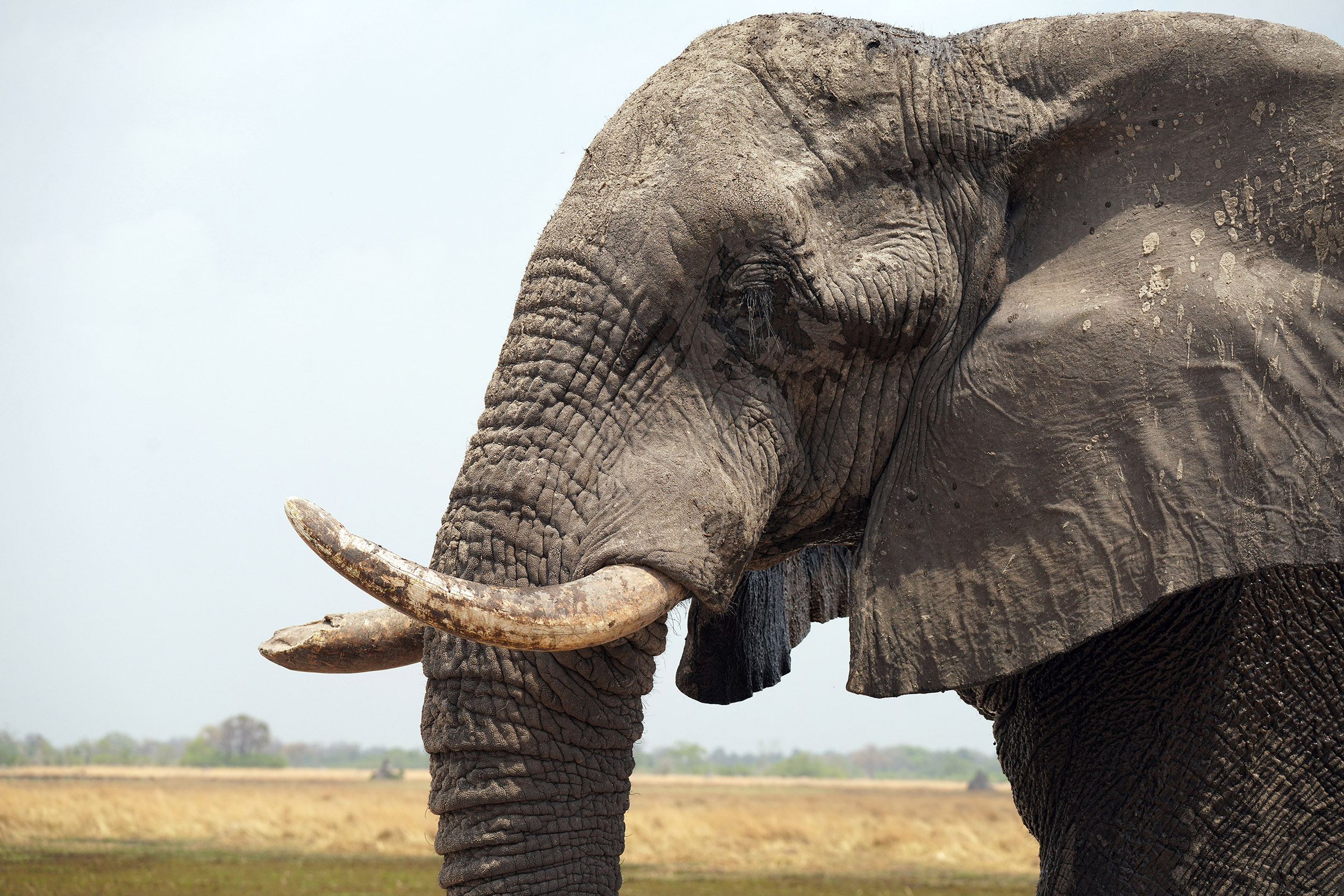 Moremi game reserve - Botswana