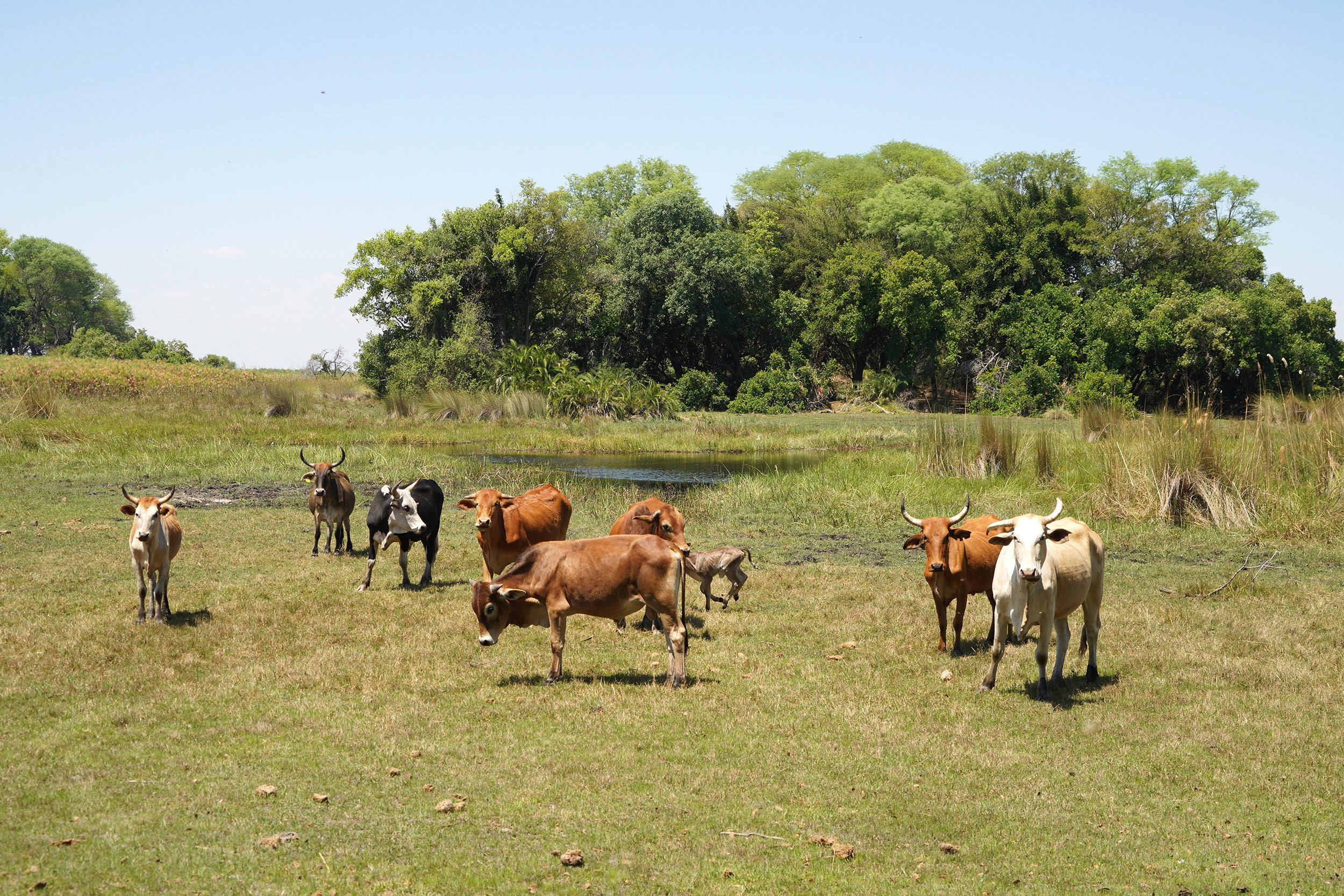 Entre Maun et Guma Lagoon- Botswana