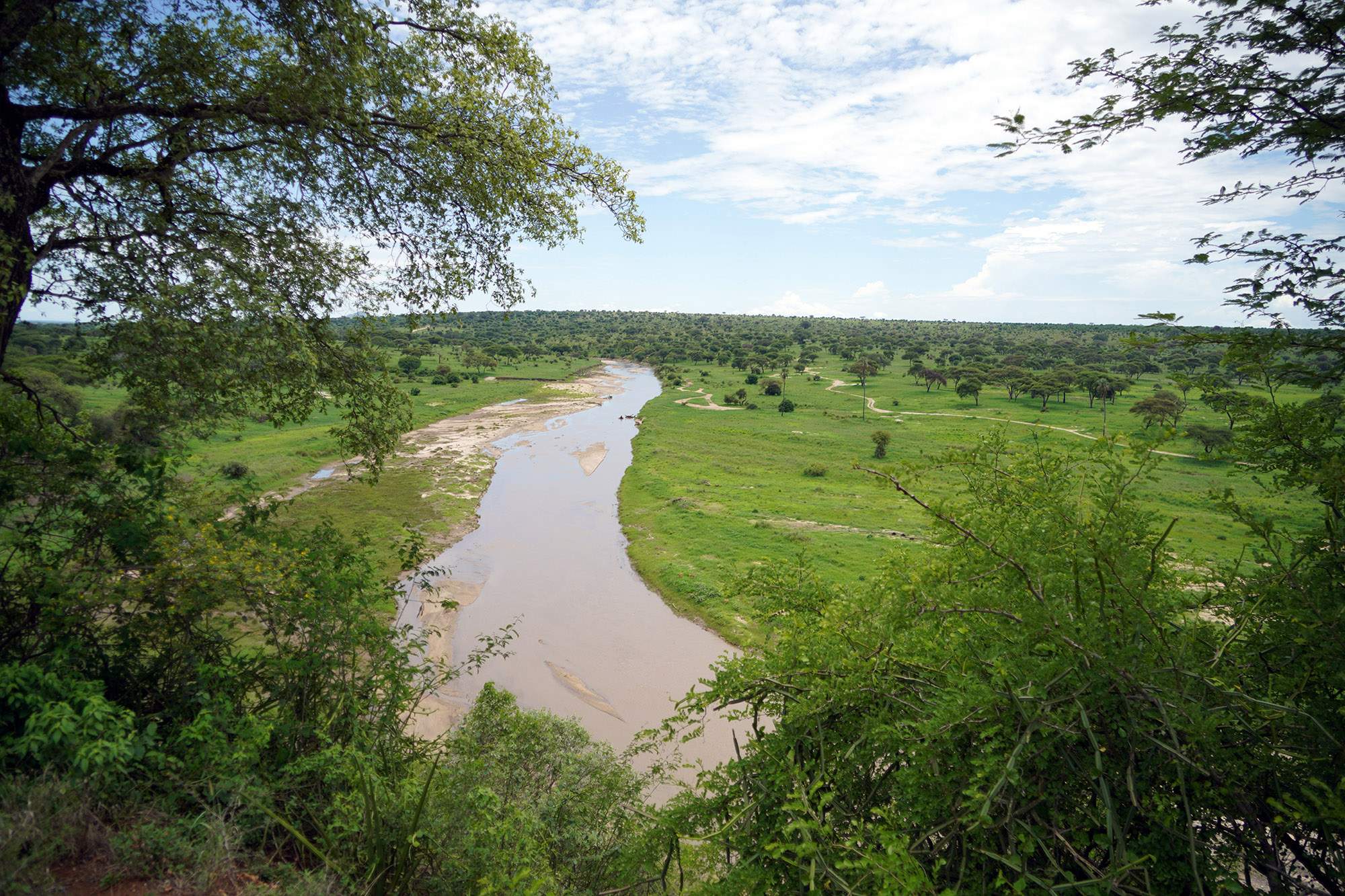 Vue sur la plaine du Parc de Tarangire