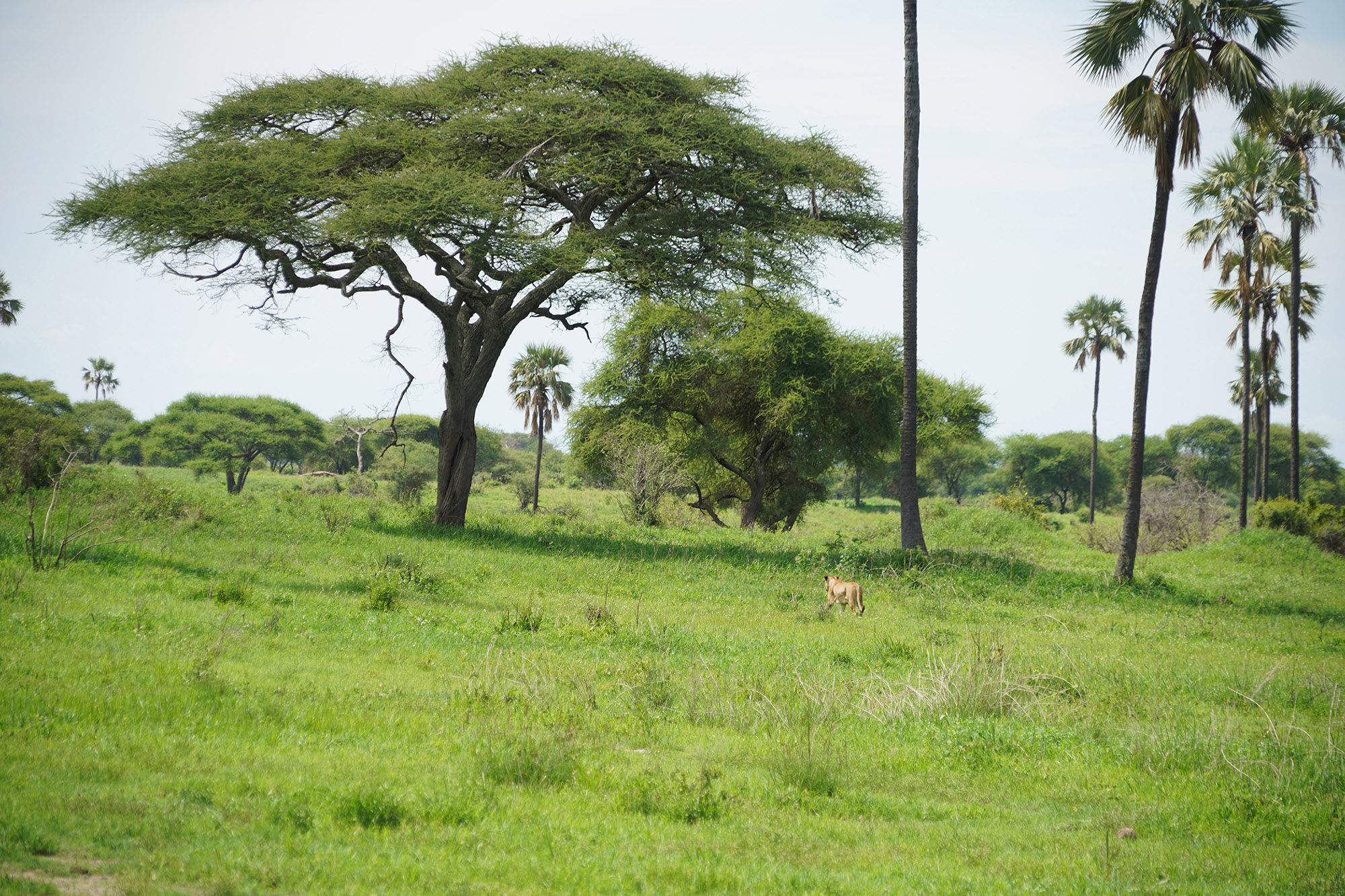 Notre première lionne