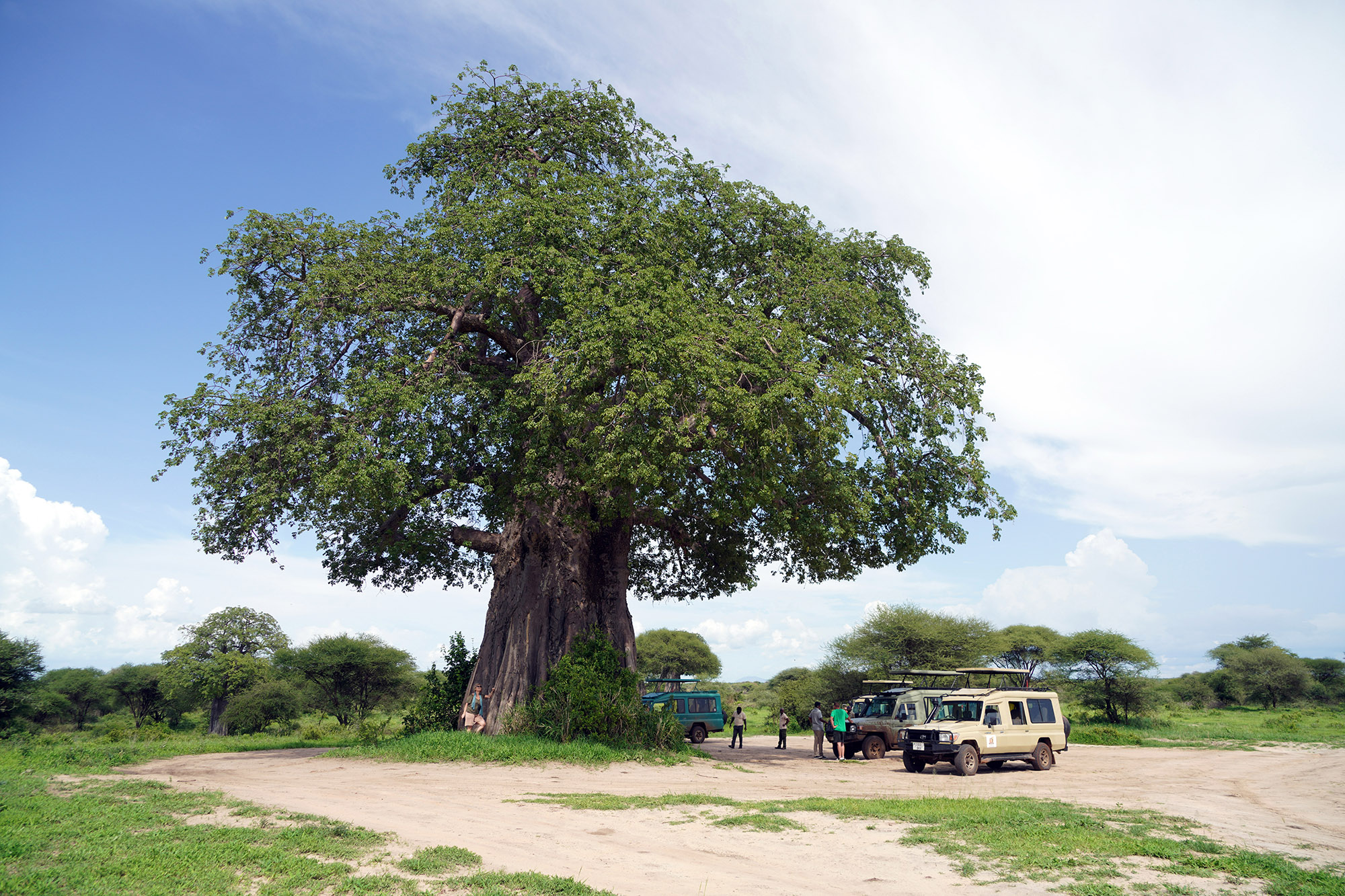 Majestueux Baobab