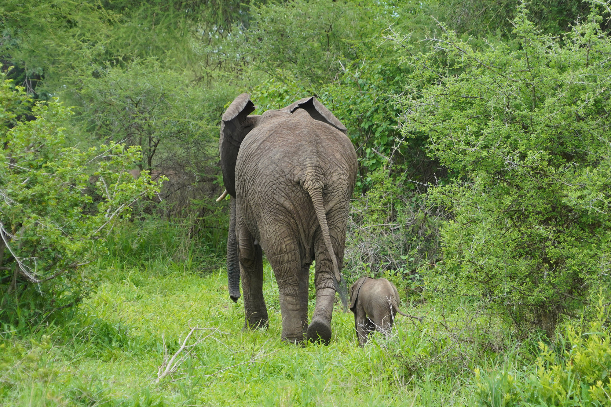 Jeune éléphanteau et sa mère