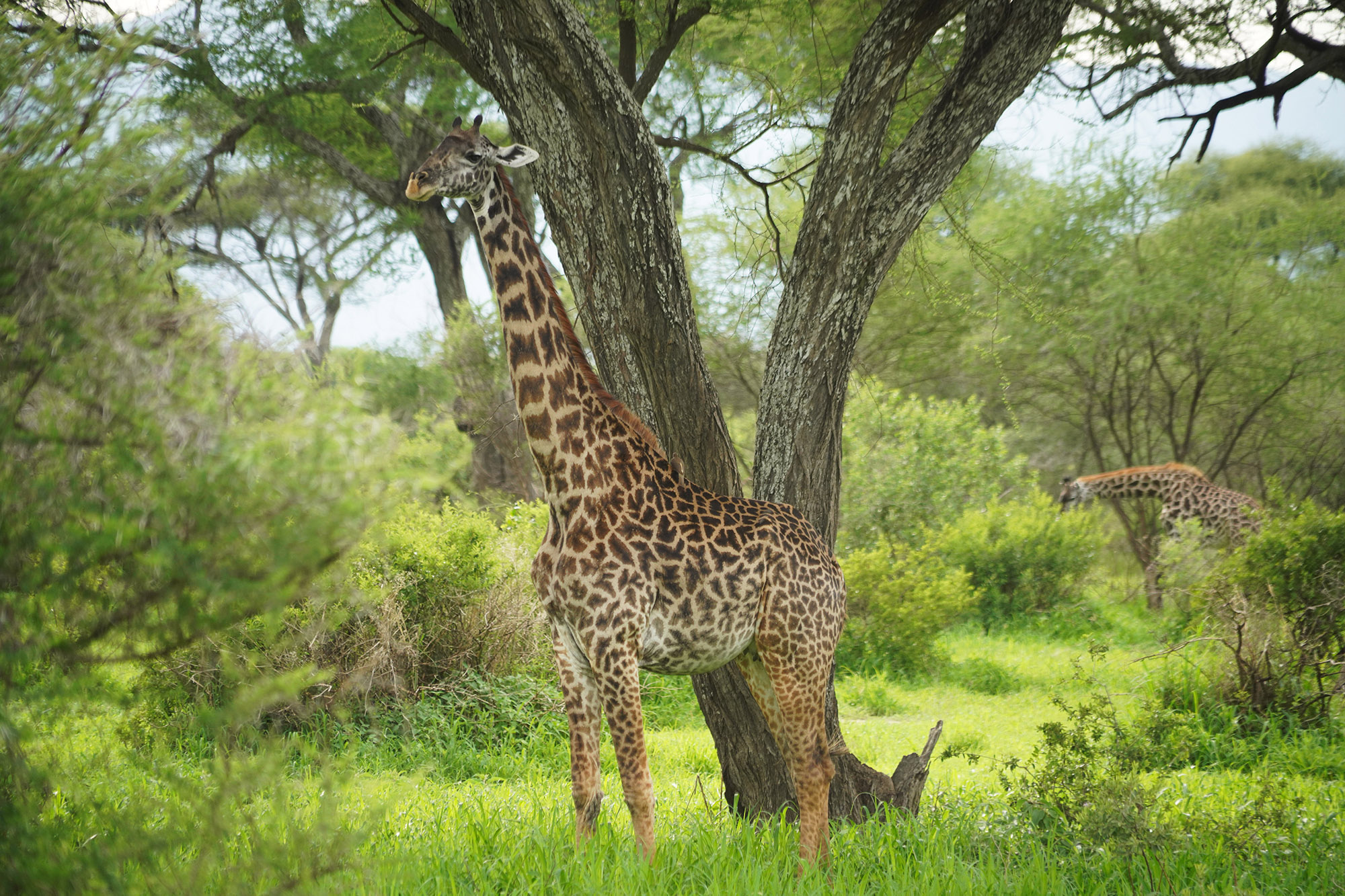 Notre première girafe