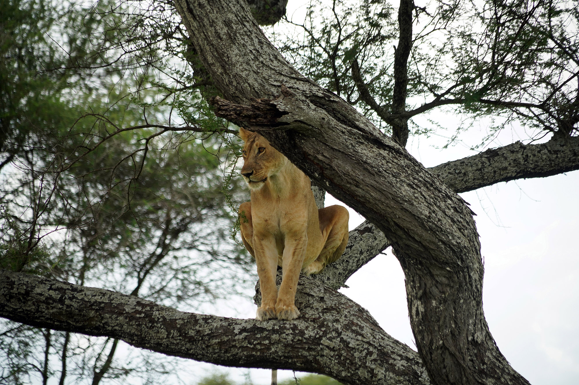 "Climbing lion", ou lionne perchée