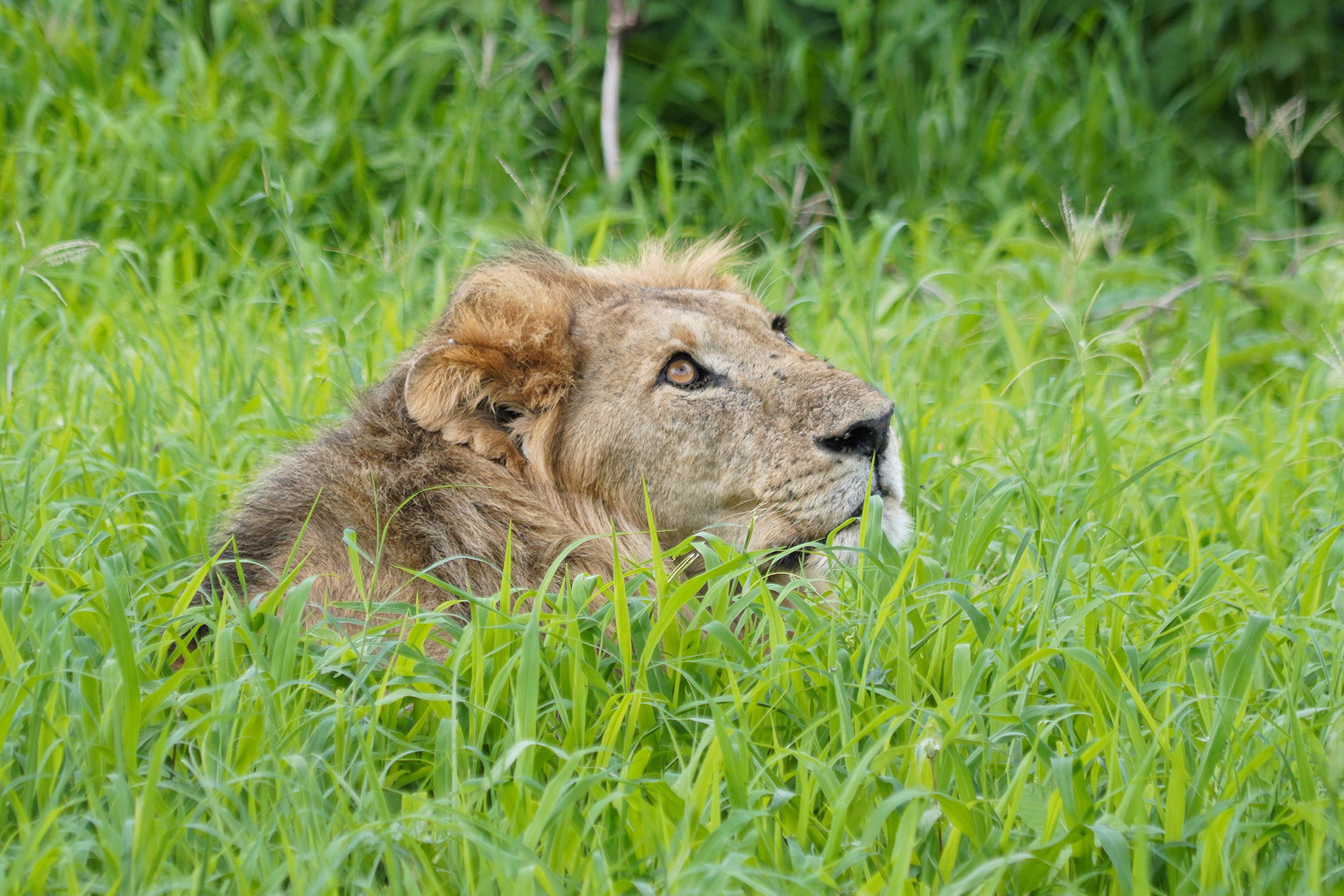 Le mâle surveille la lionne perchée observant  les proies alentour