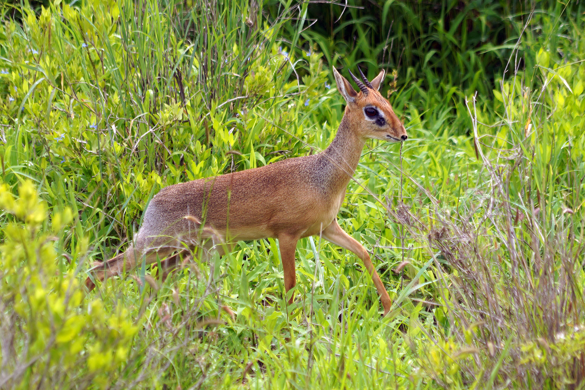 Dik-Dik de Günther mile, la plus petite antilope d'Afrique