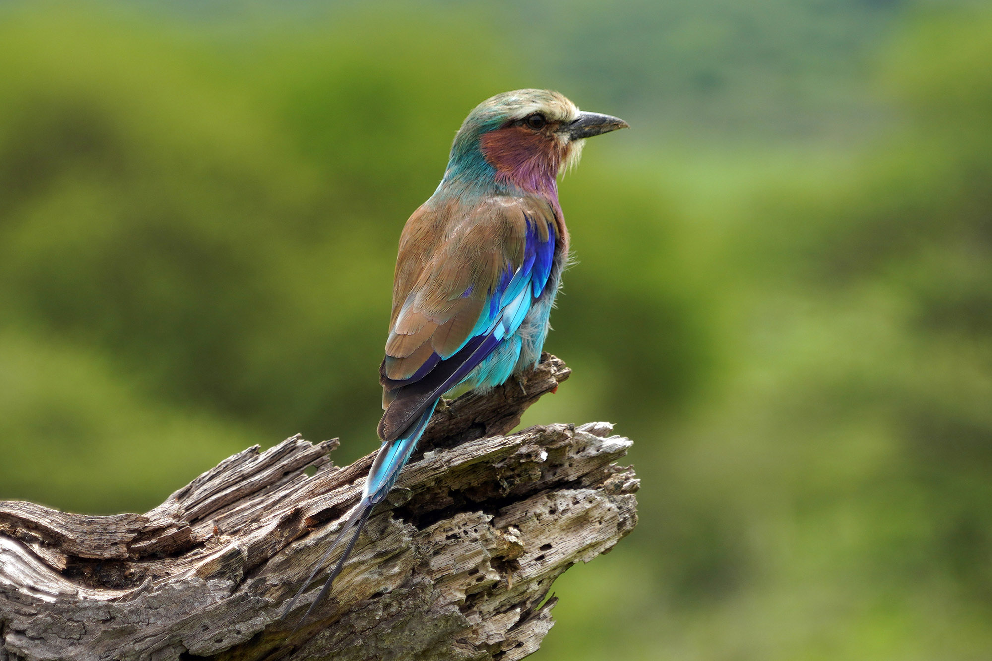 Rollier à ventre bleu