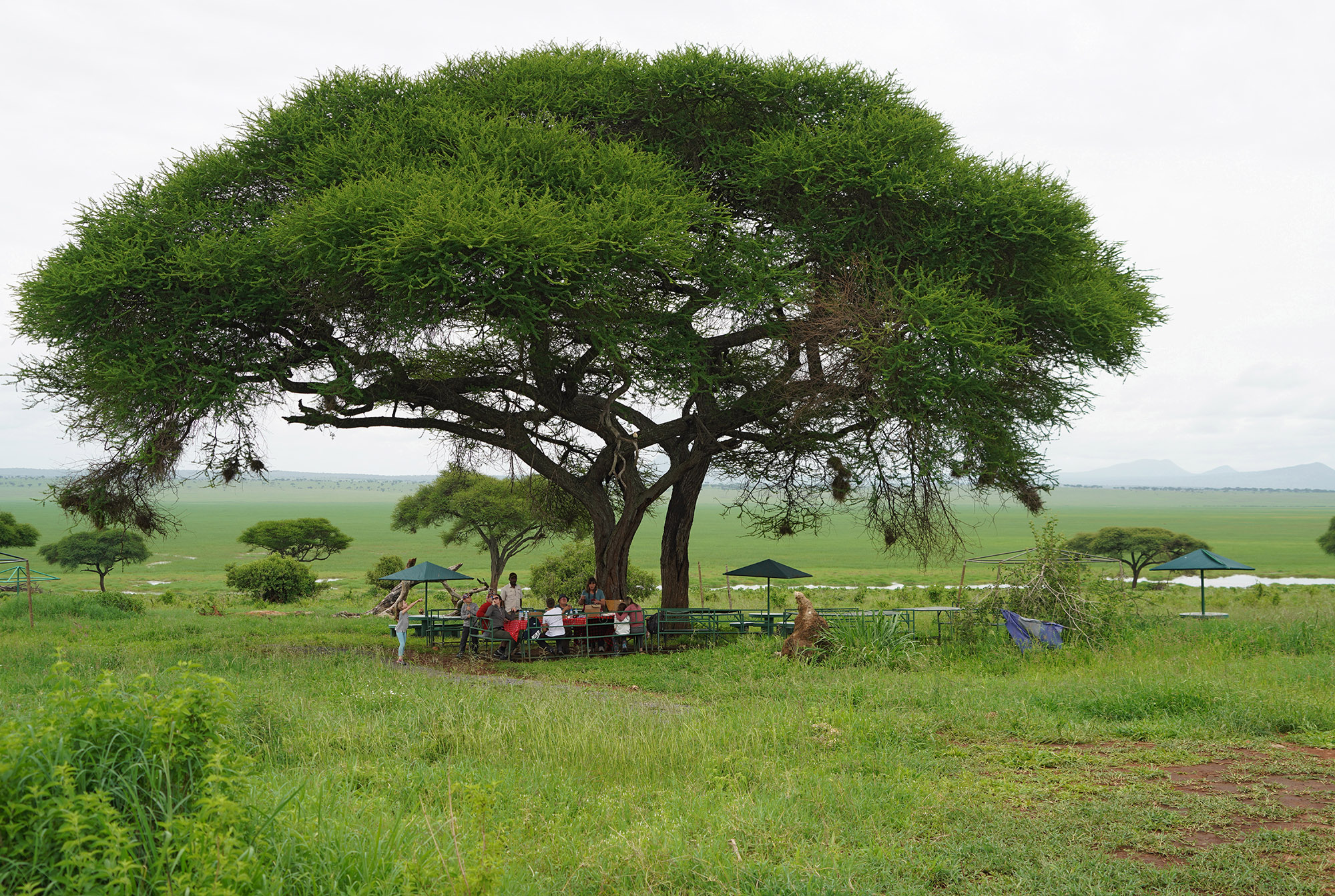 Pique-Nique dans le parc de Tarangire