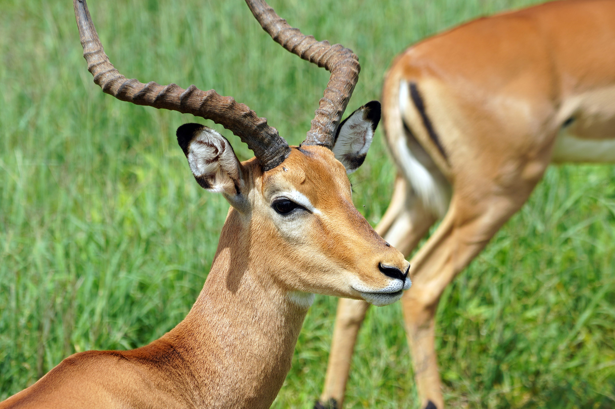 Mâle Impala