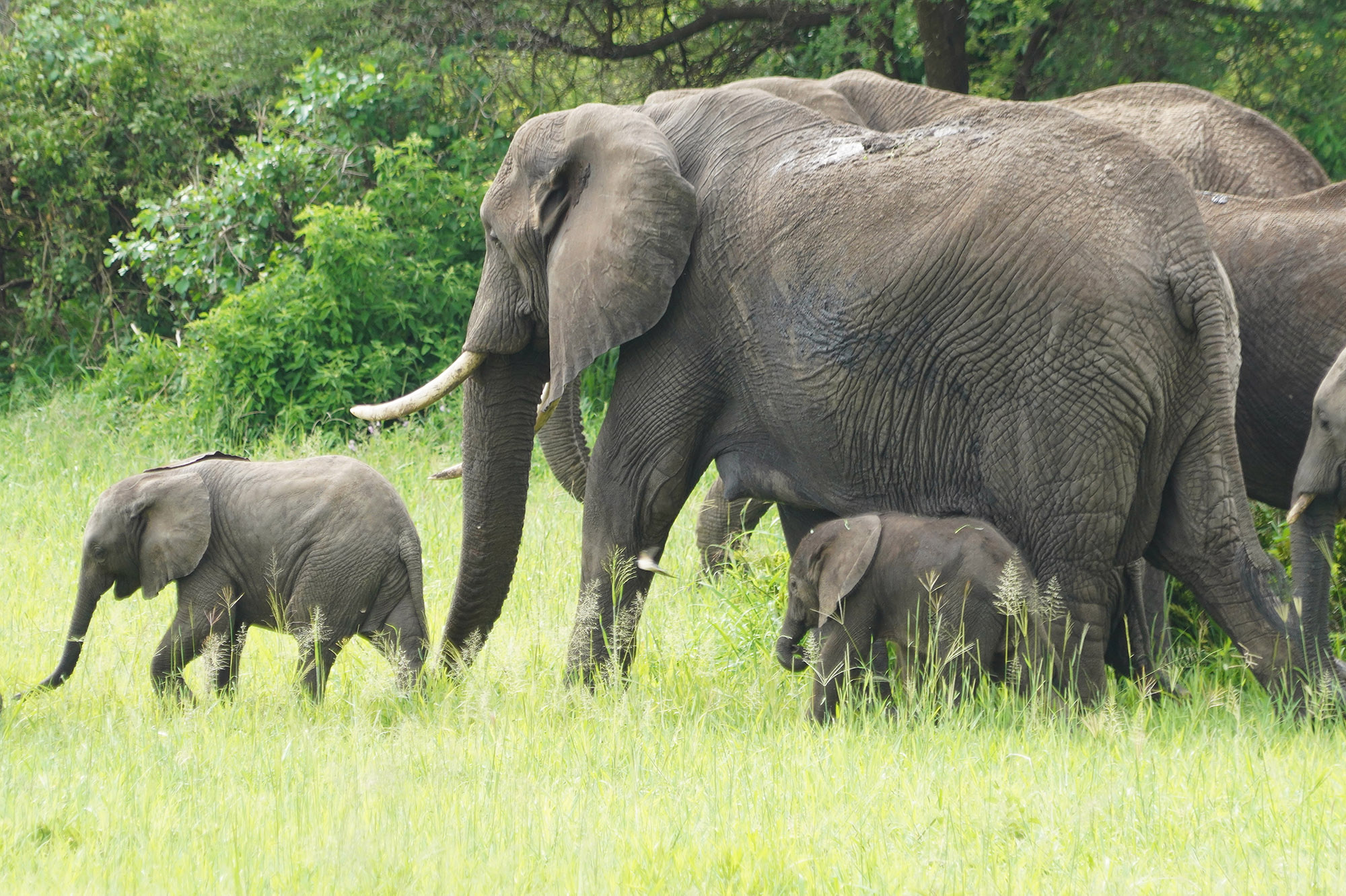 Eléphants et leurs progénitures