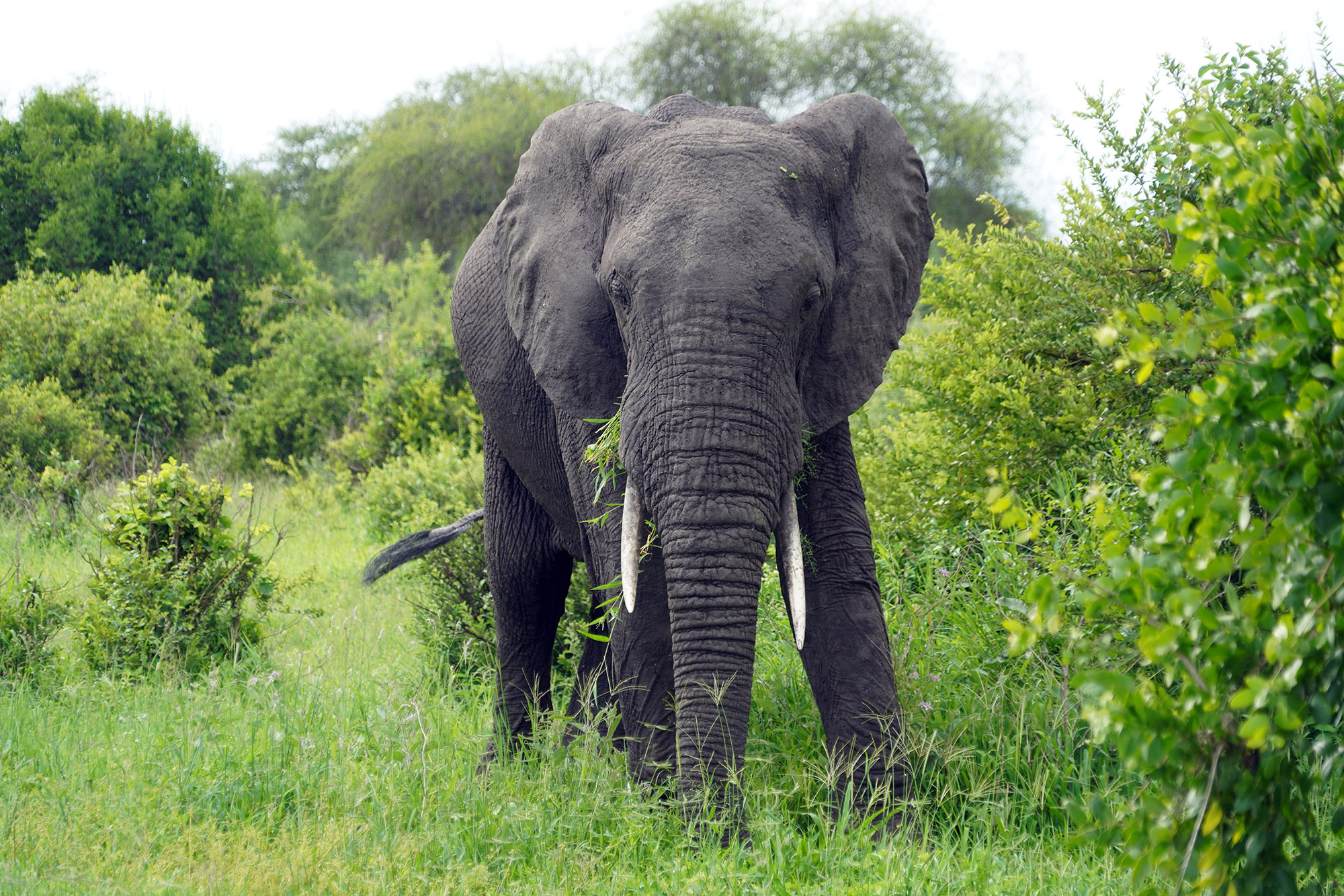 Vieux mâle éléphant