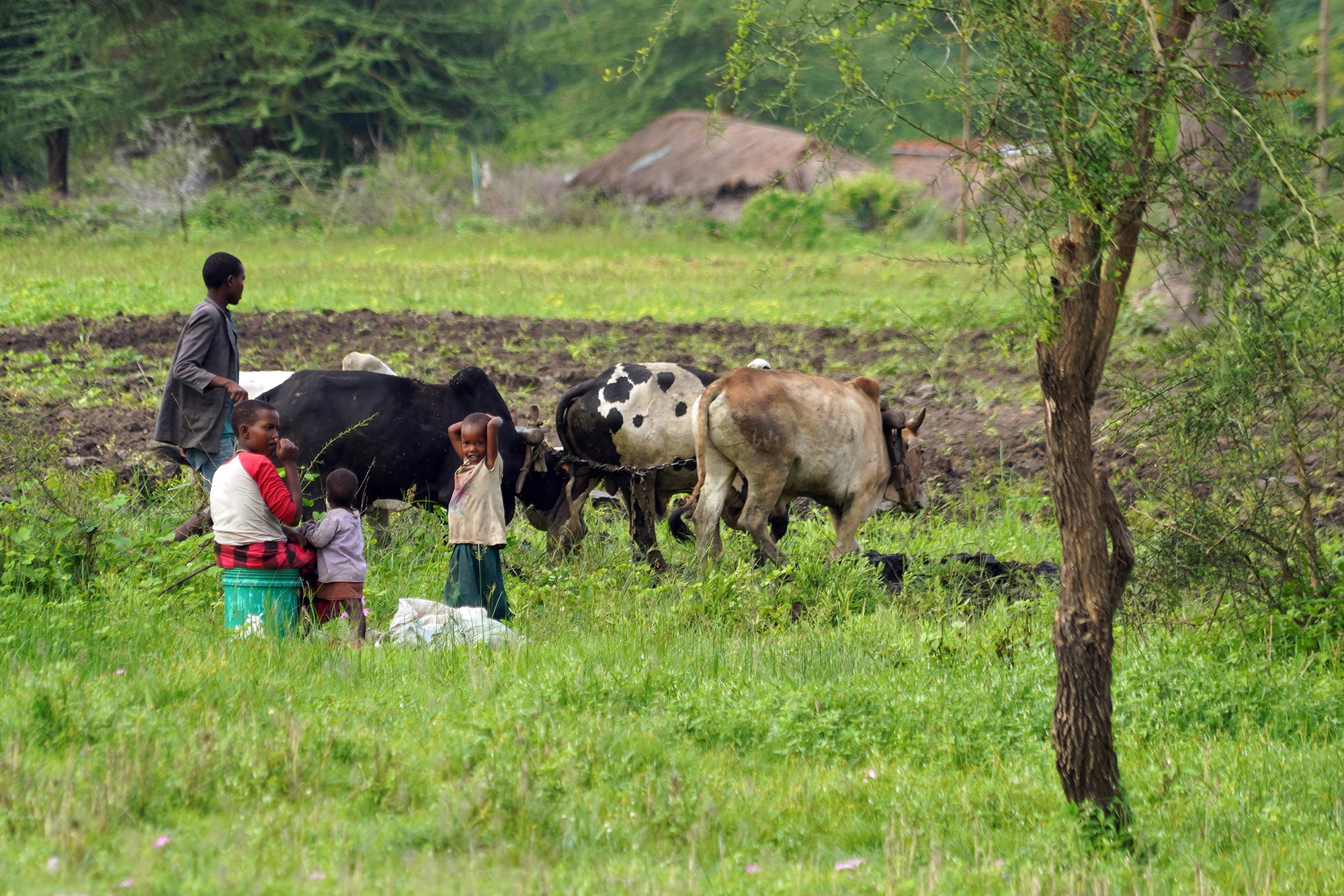 Entre le parc Tarangire et le parc du lac Manyara