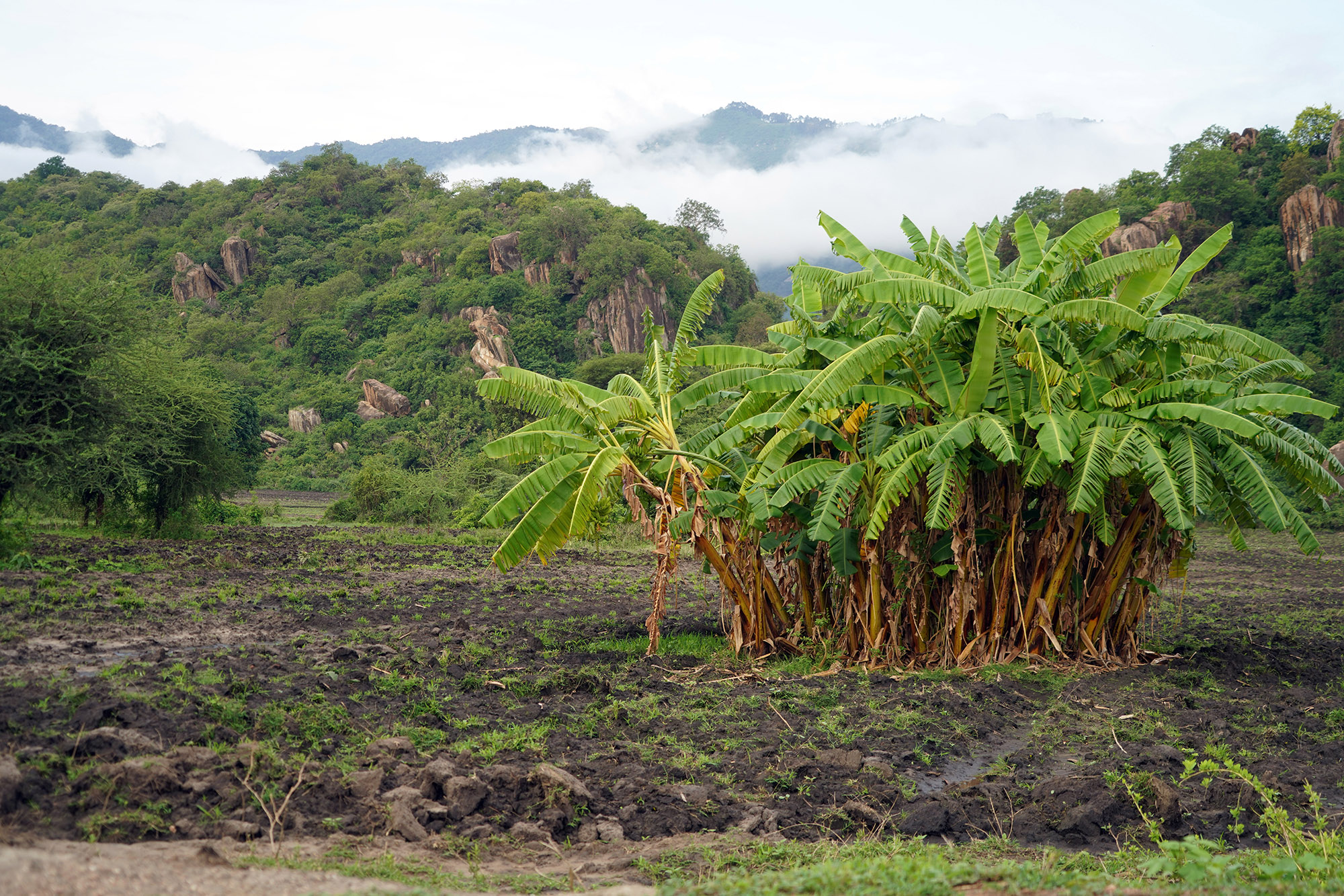 Entre le parc Tarangire et le parc du lac Manyara