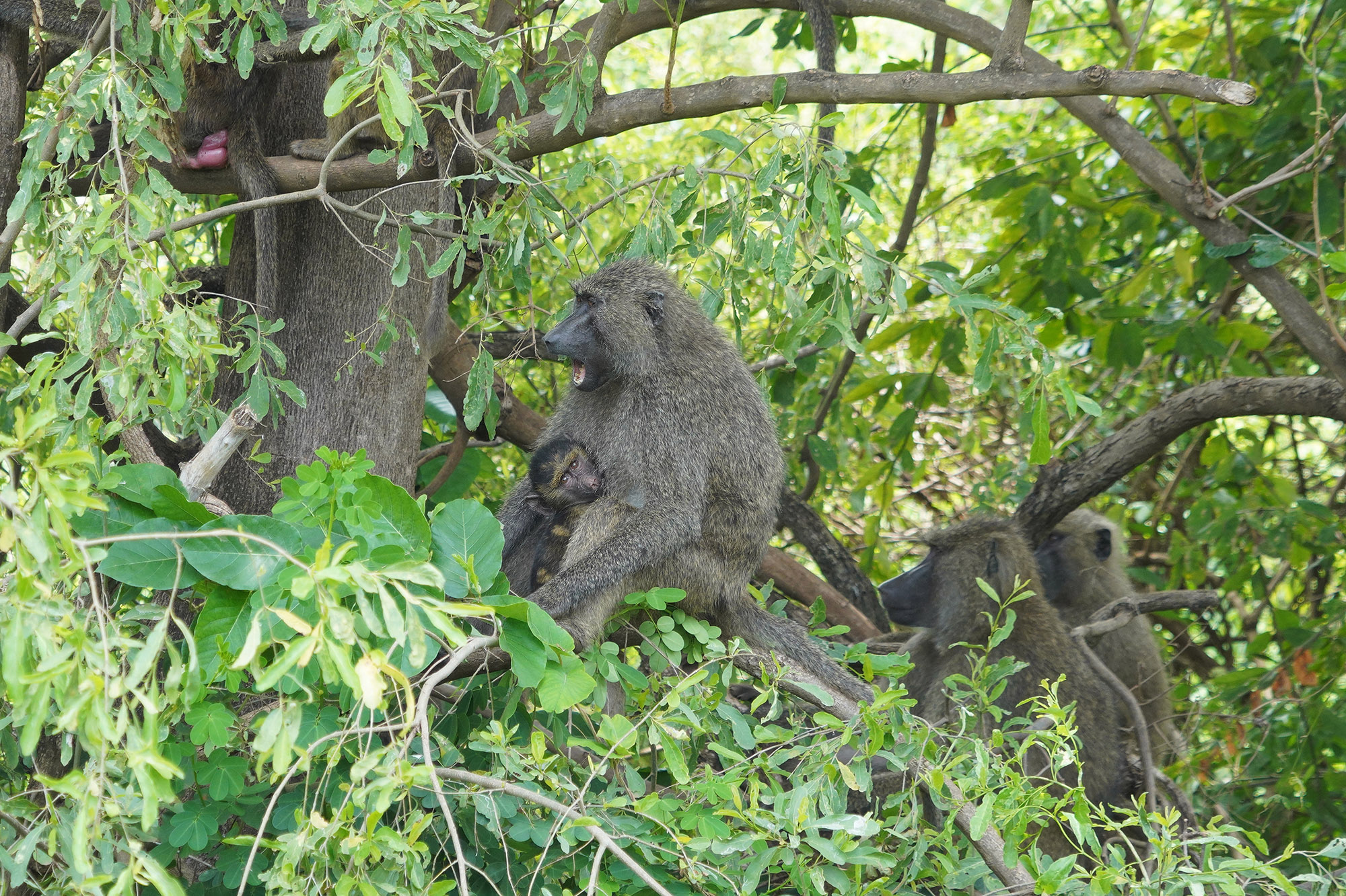 Familles de Babouins