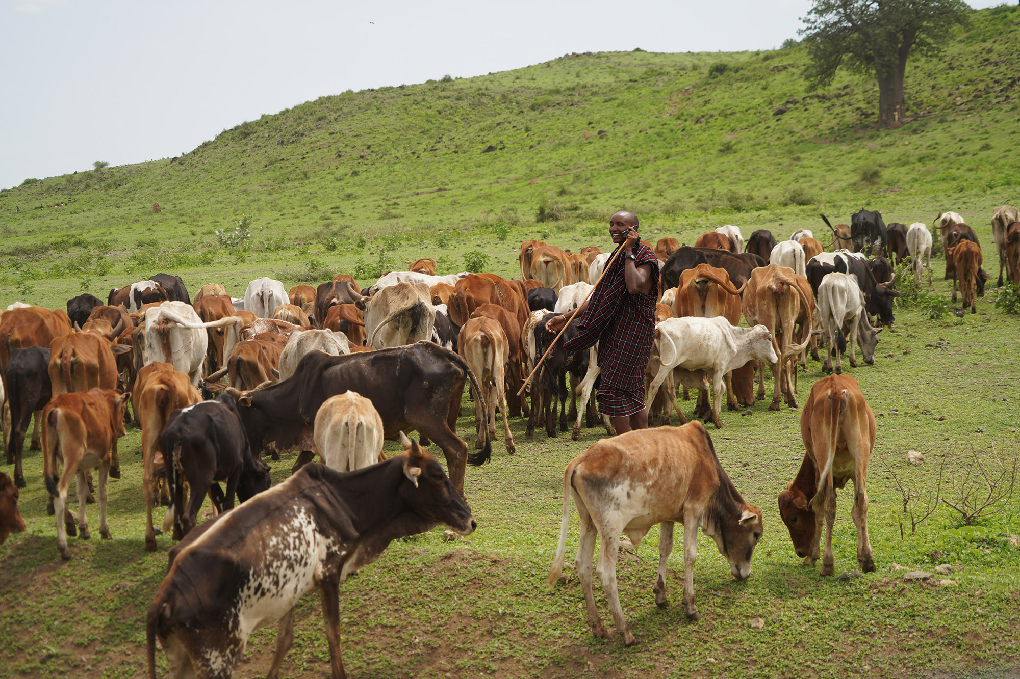 Entre Karatu et le lac Natron