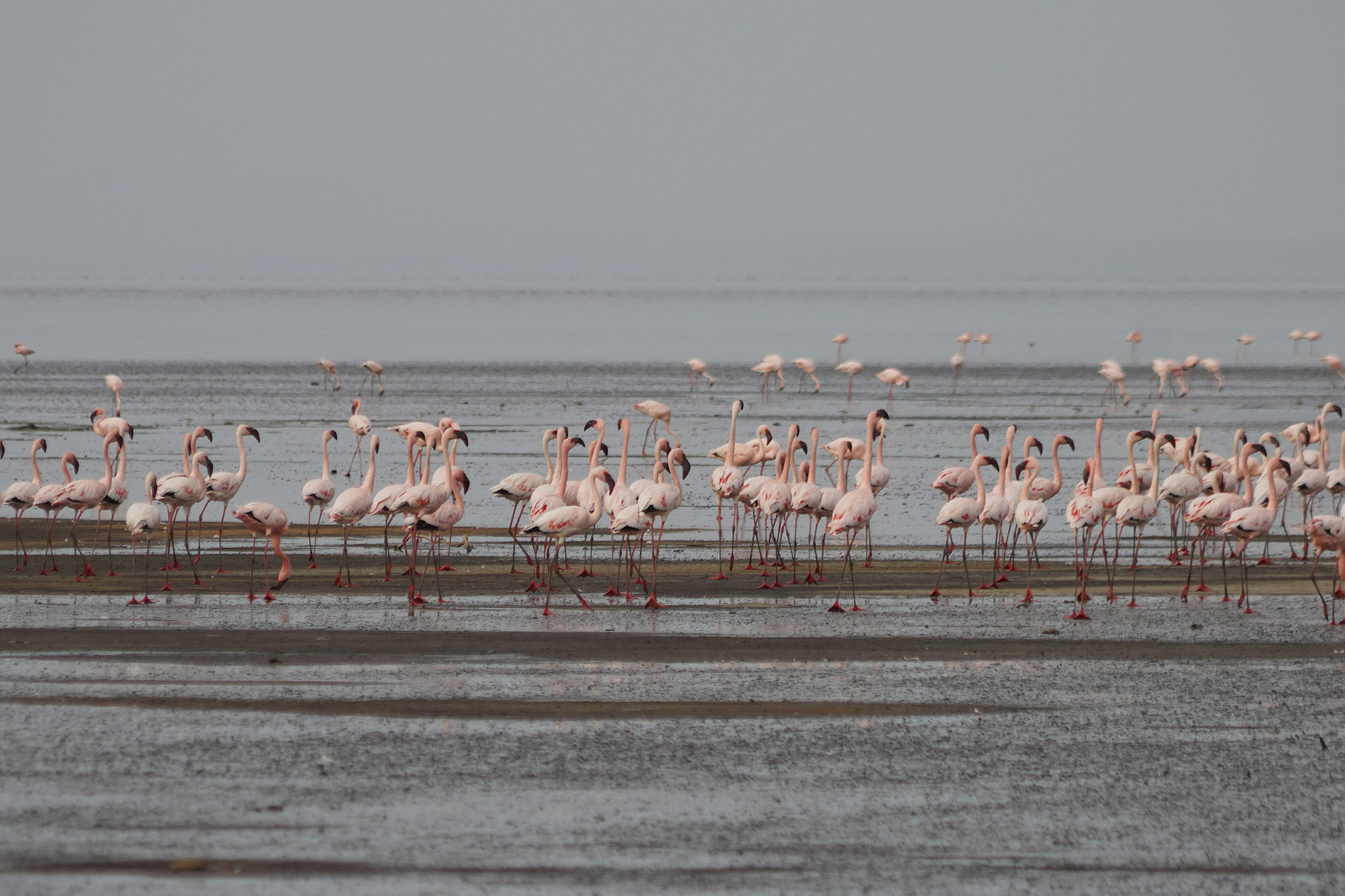 Le lac Natron et ses fameux flamants roses