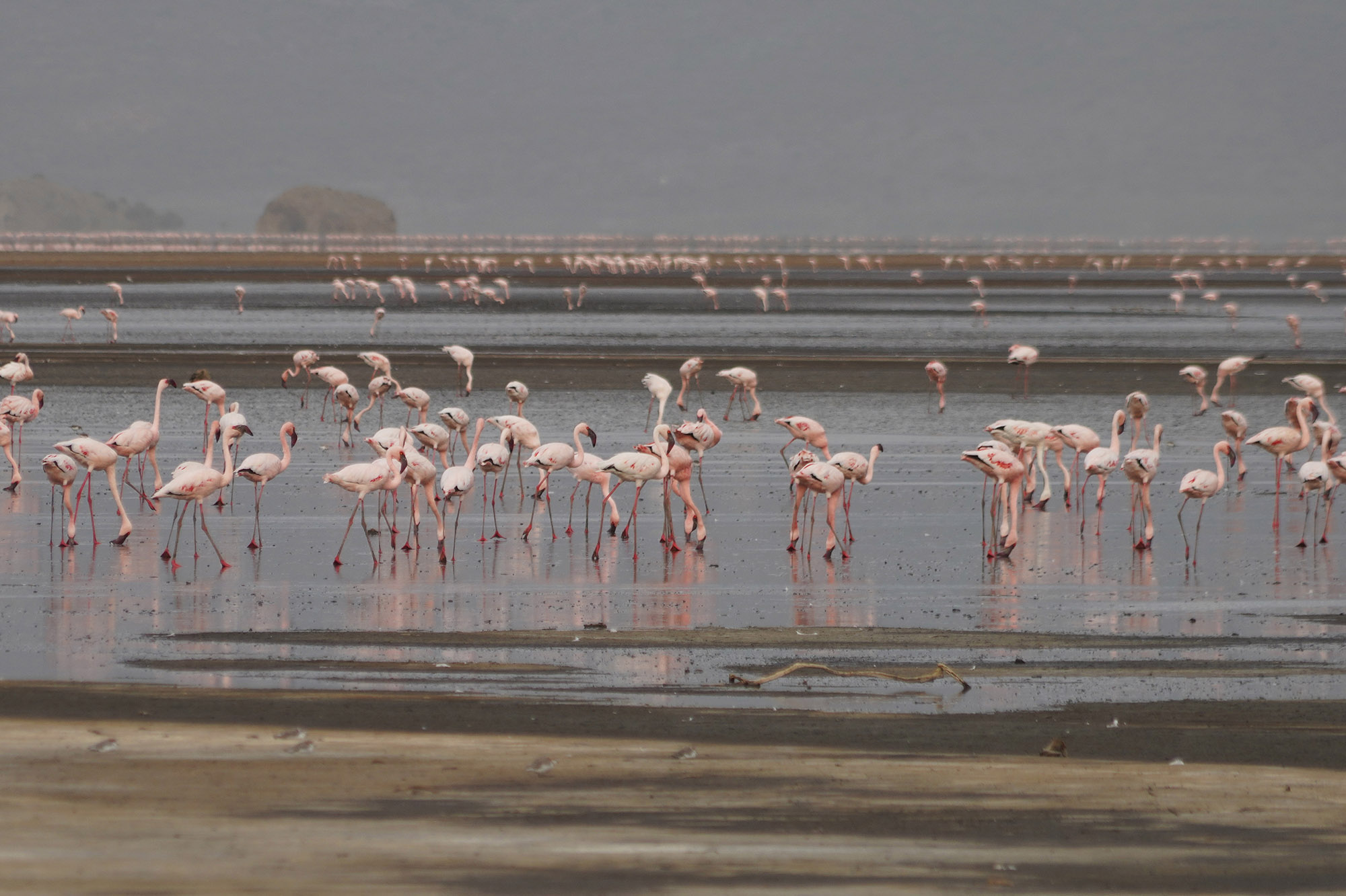 Le lac Natron et ses fameux flamants roses