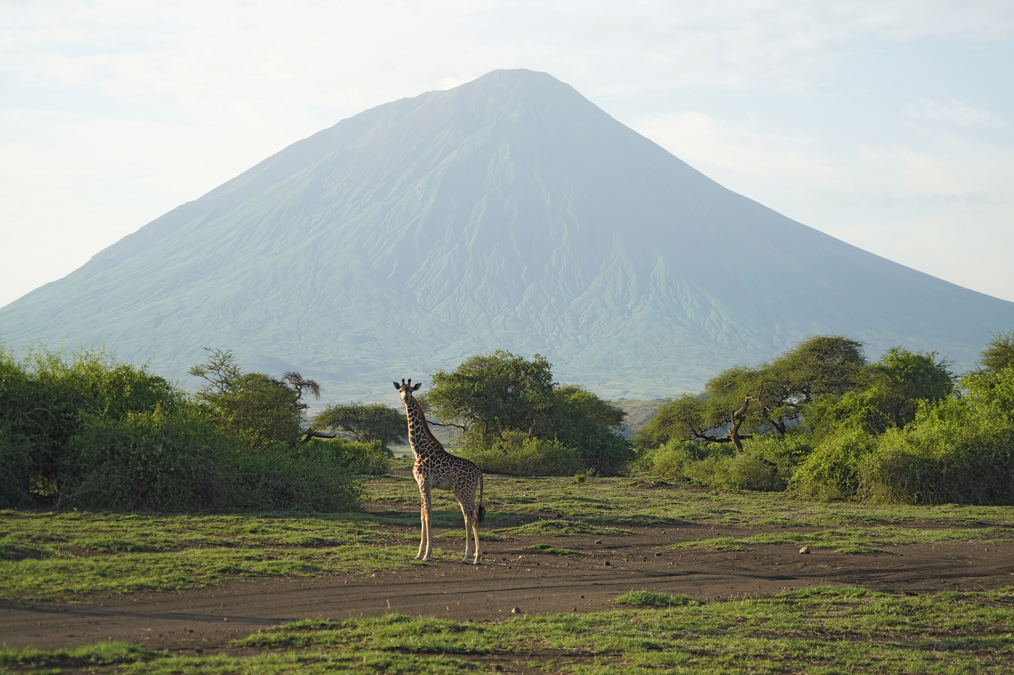 Le volcan Oldonyo Lengaï au bord du lac Natron