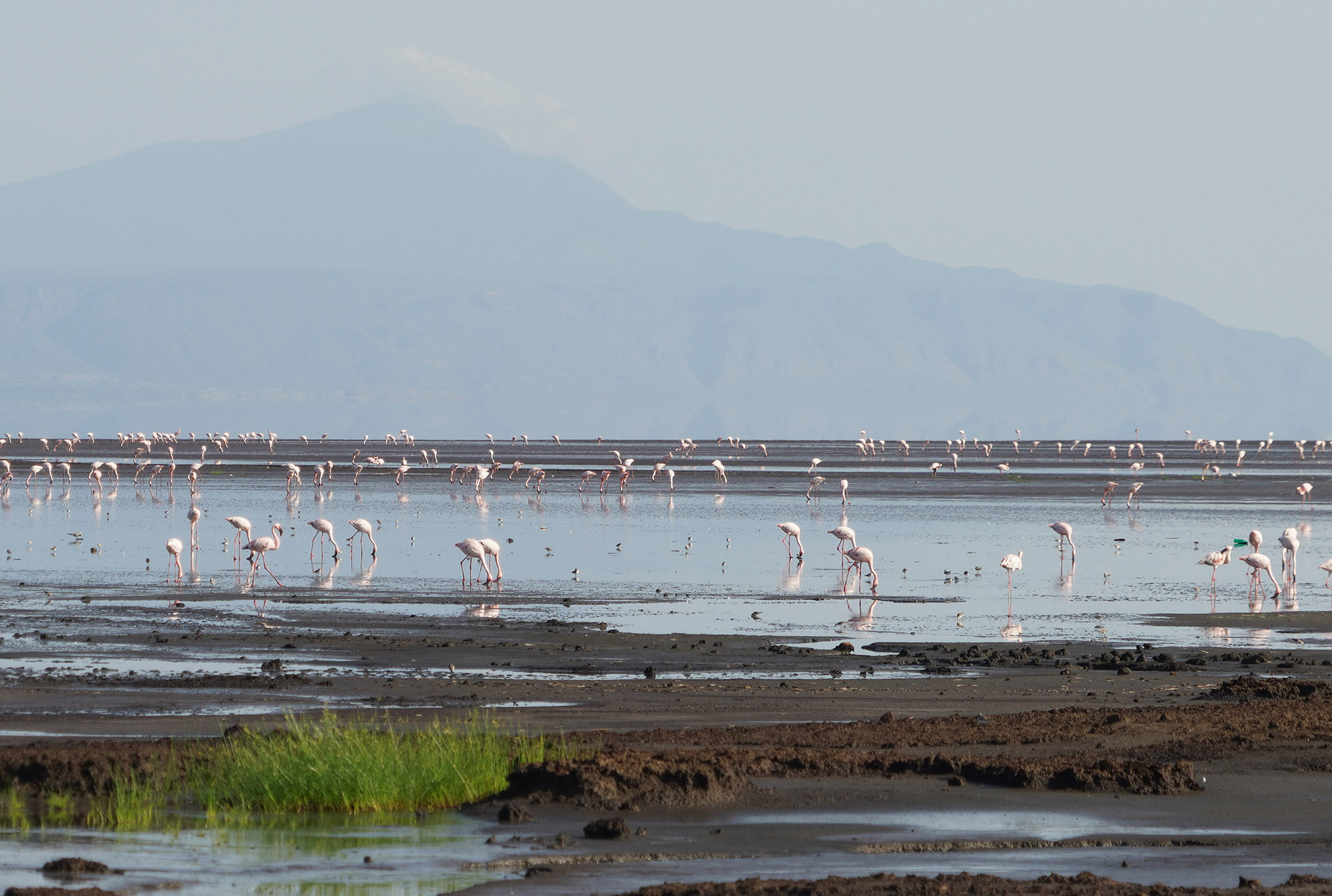 Le lac Natron et ses fameux flamants roses