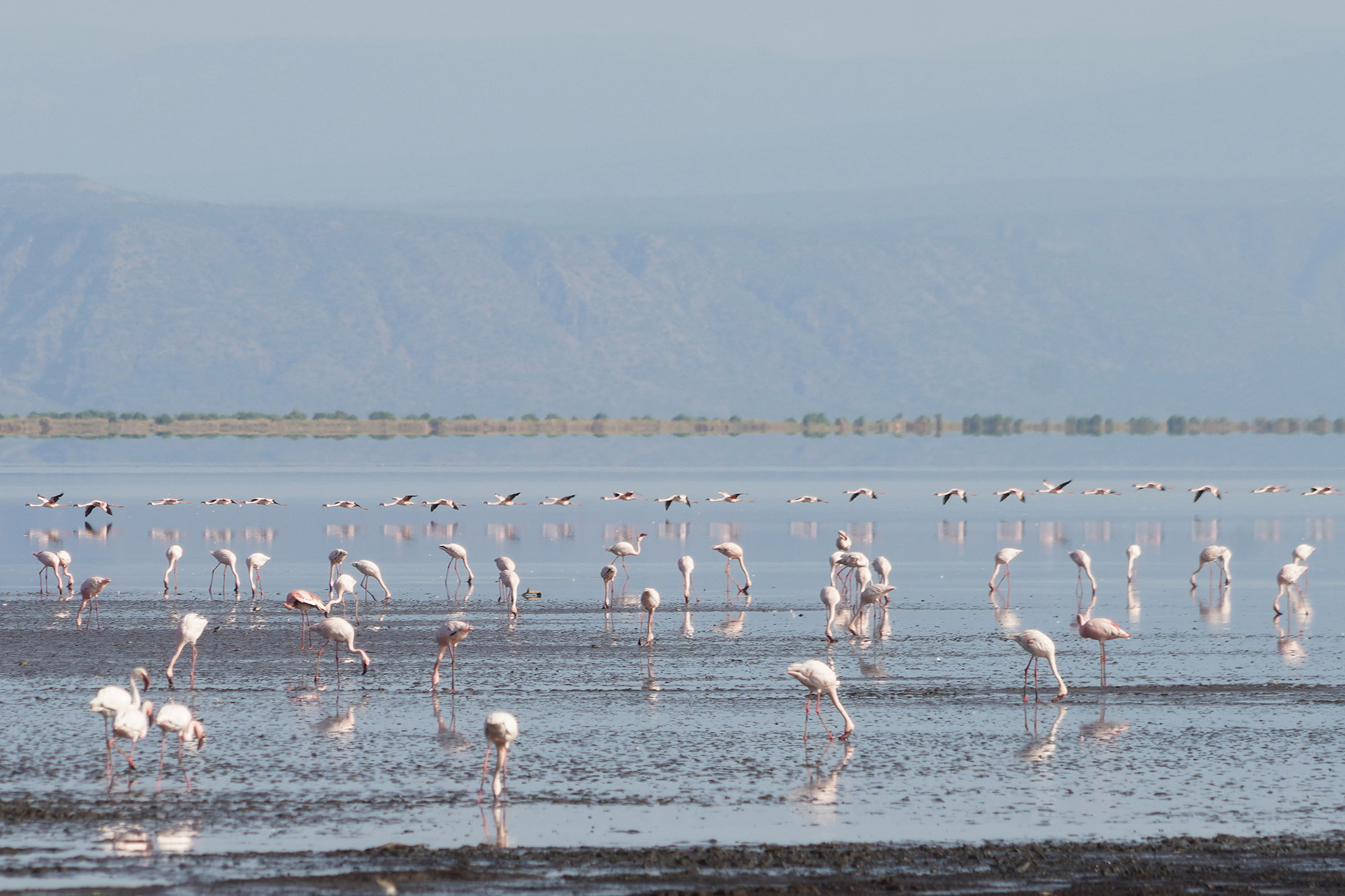 Le lac Natron et ses fameux flamants roses