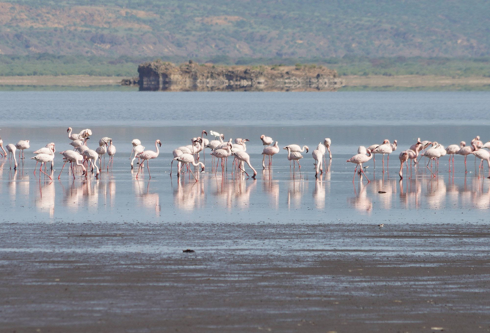 Le lac Natron et ses fameux flamants roses