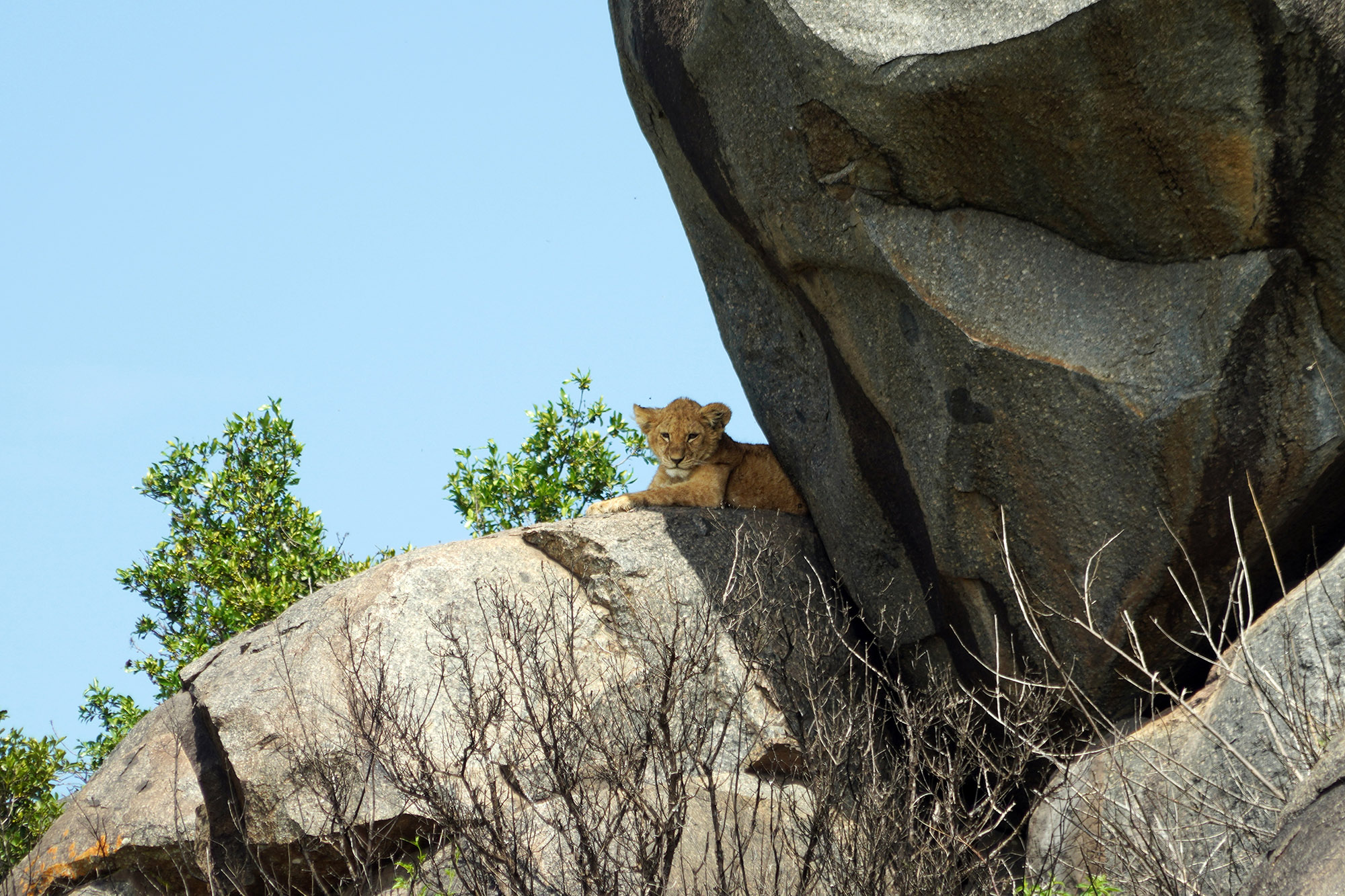 Simba , le roi lion !