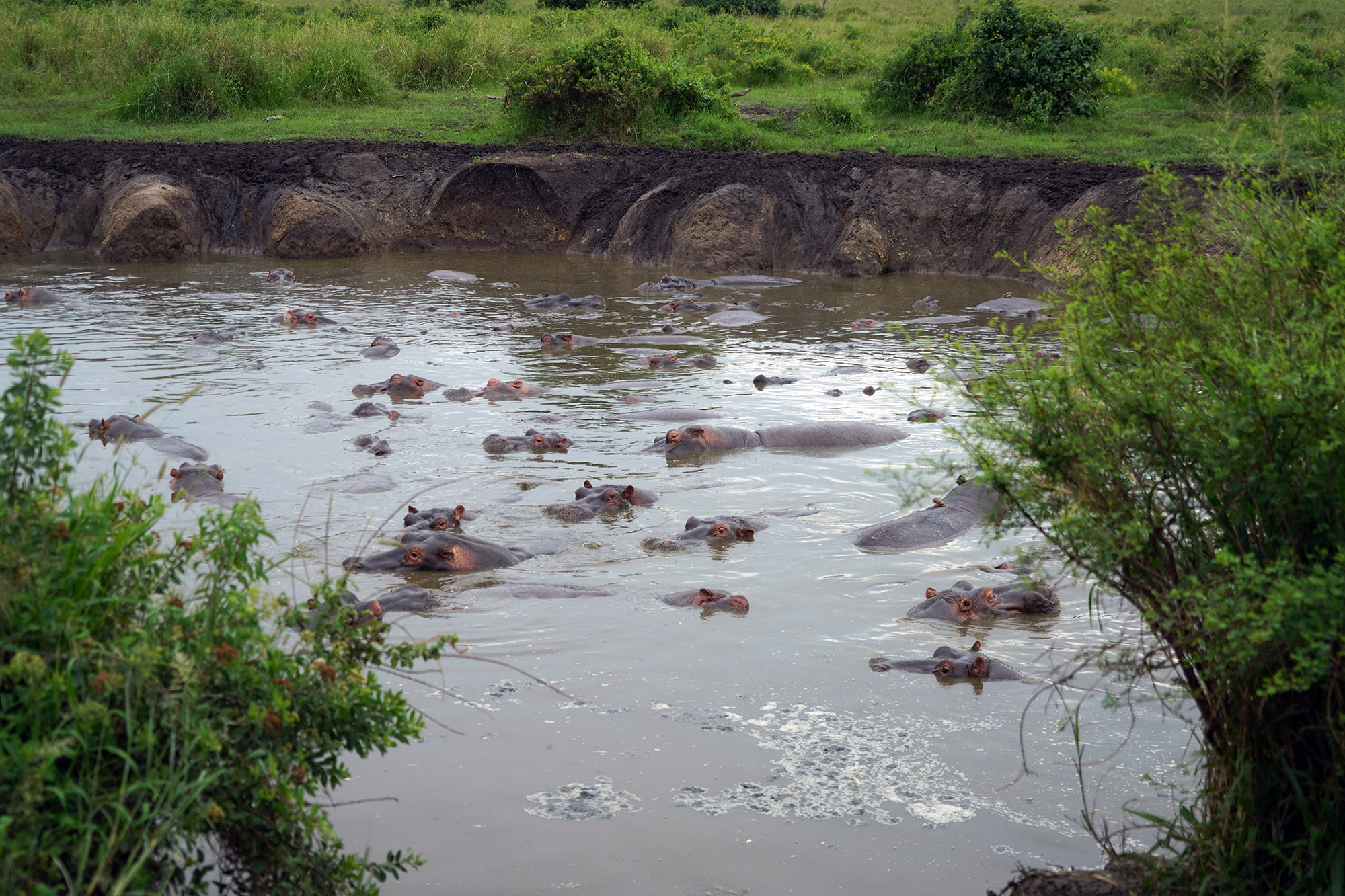 Hippopotames amphibies