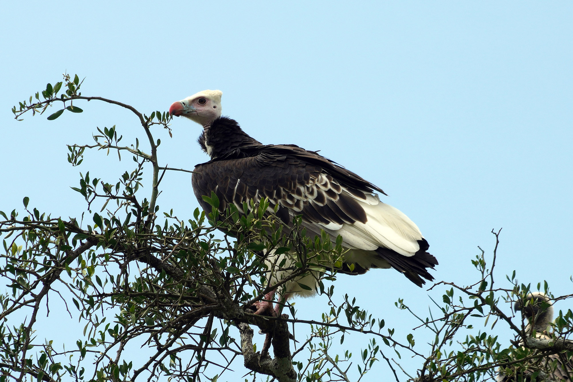 Vautour à tête blanche