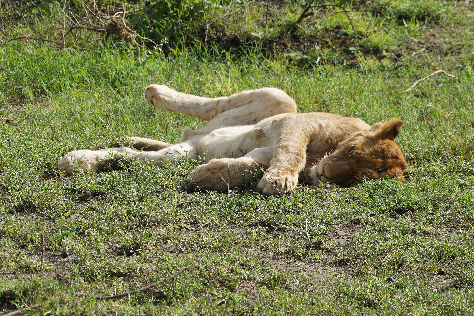 Que la sieste est bonne !