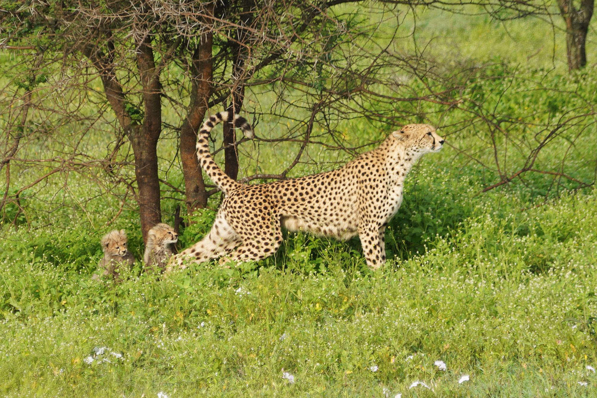 Guépard et ses deux petits