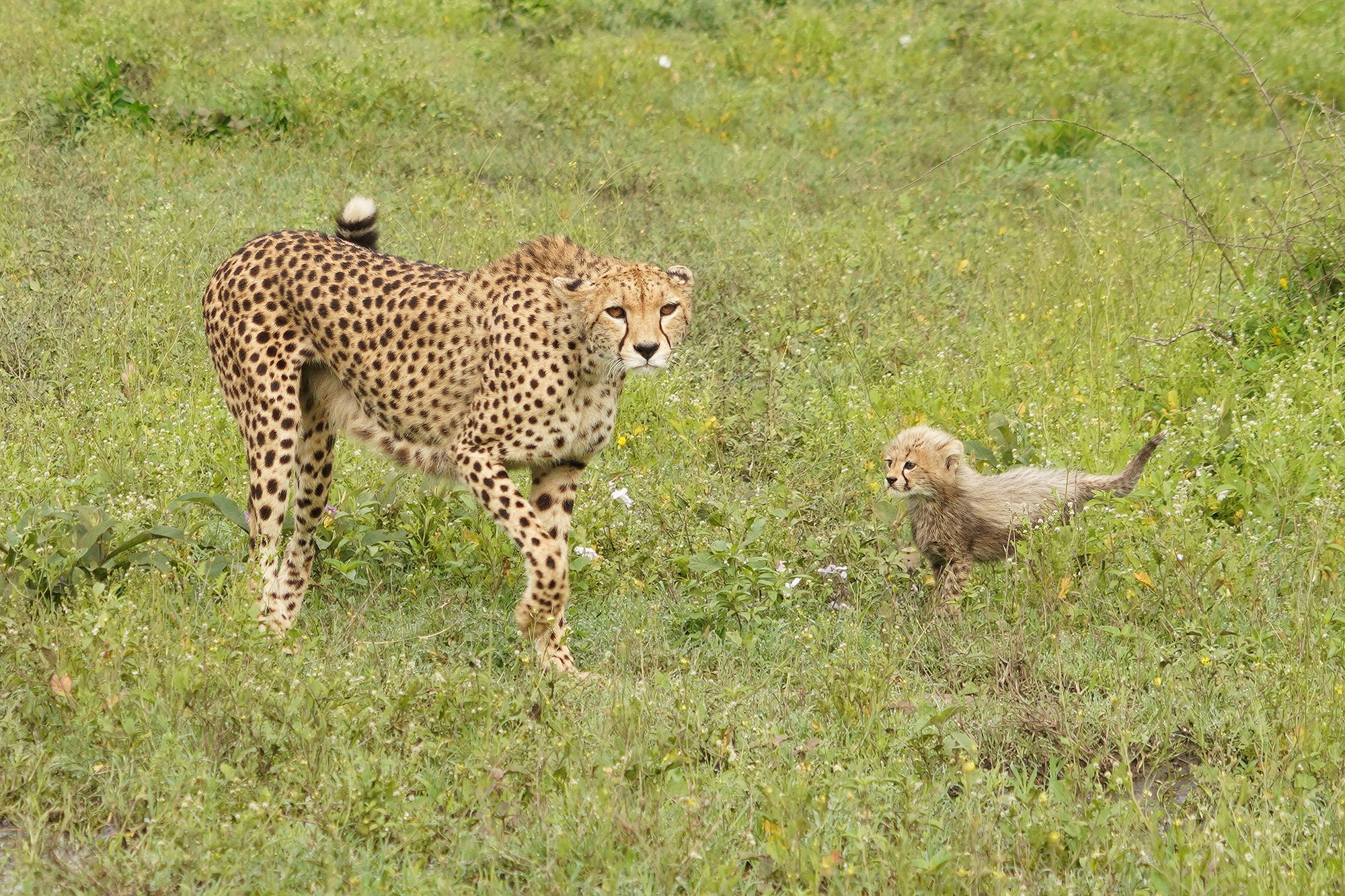 Guépard et ses deux petits